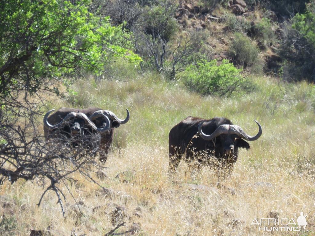 Cape Buffalo South Africa