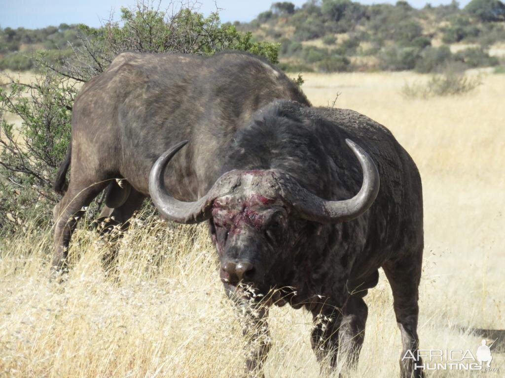 Cape Buffalo South Africa