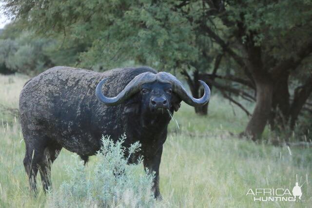 Cape Buffalo South Africa