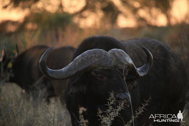 Cape Buffalo South Africa