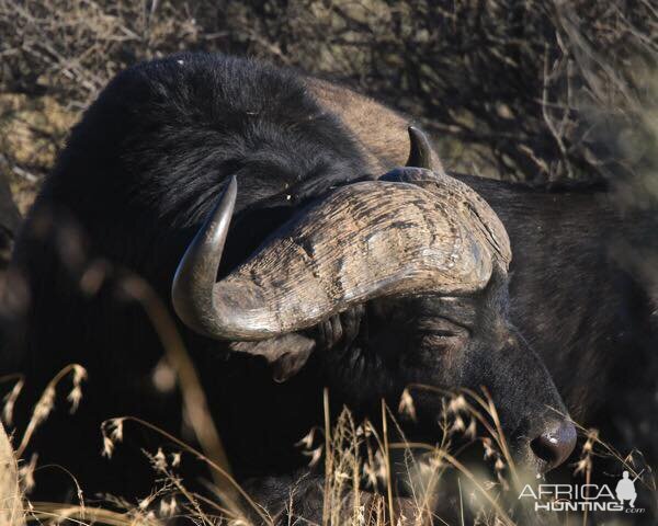 Cape Buffalo South Africa