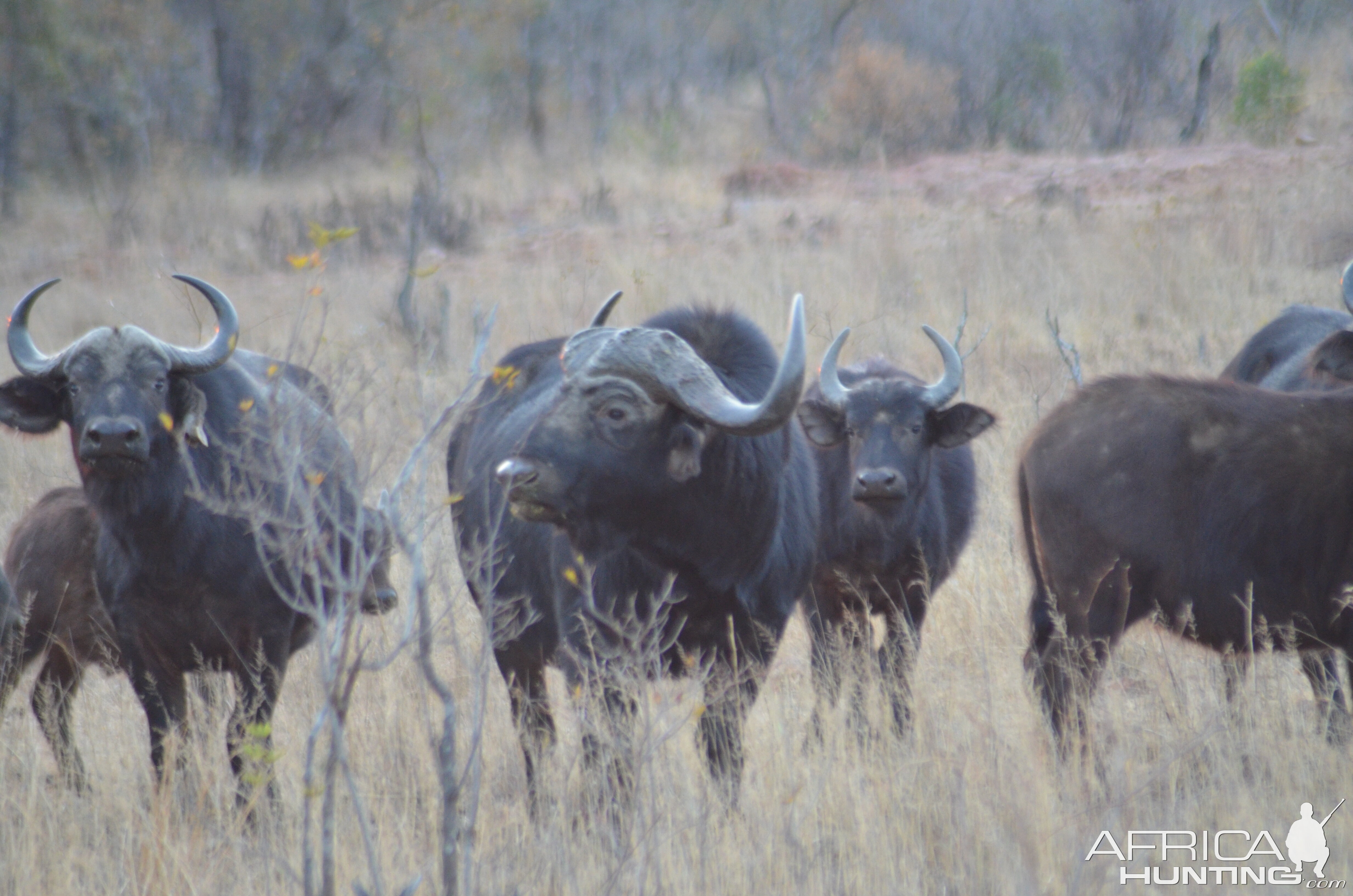 Cape Buffalo South Africa