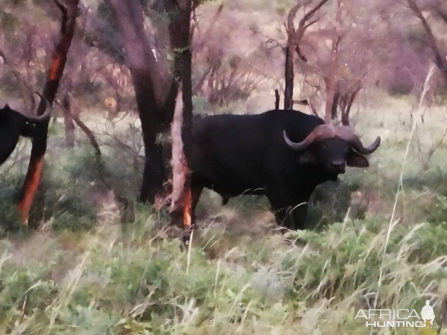 Cape Buffalo South Africa