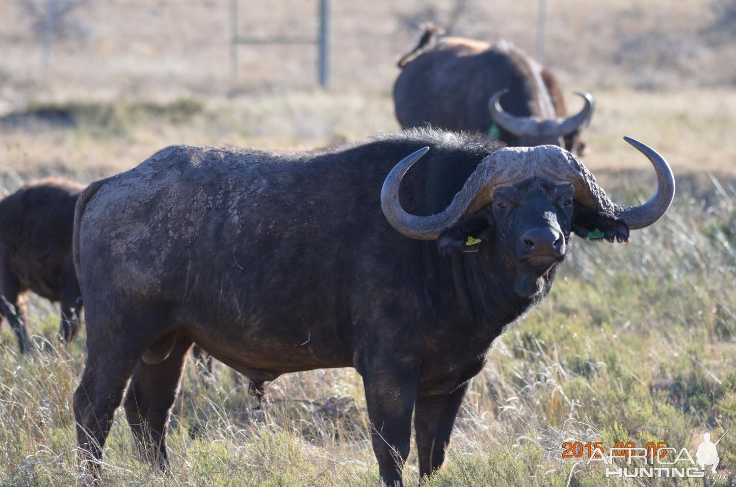 Cape Buffalo South Africa