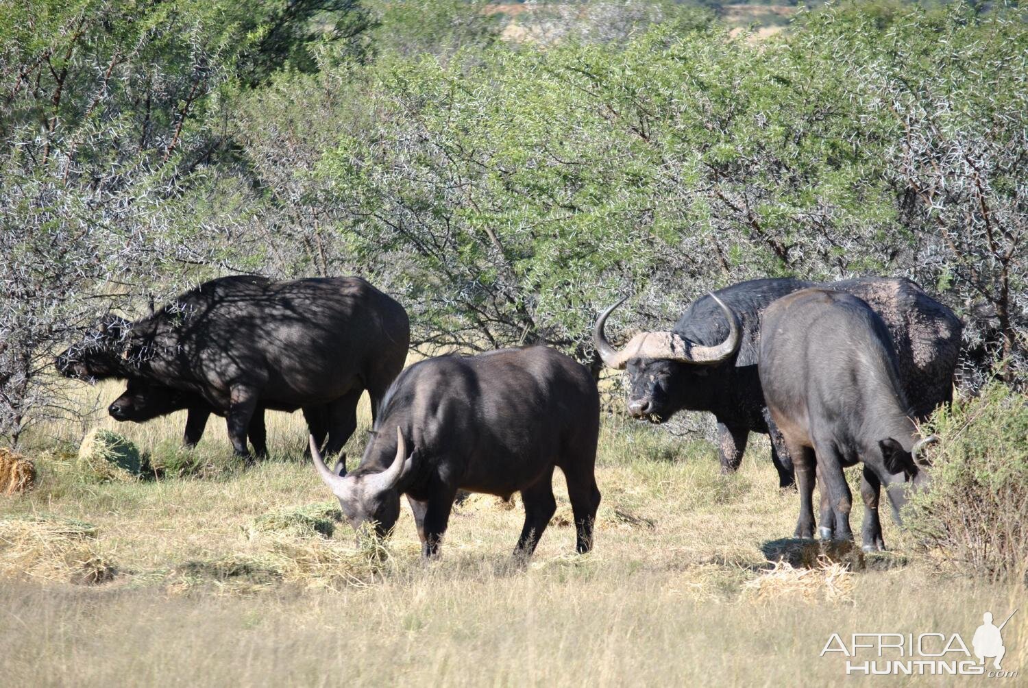 Cape Buffalo South Africa