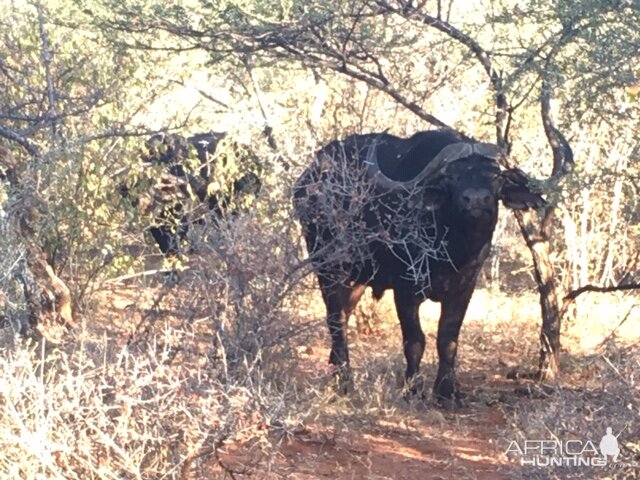 Cape Buffalo South Africa