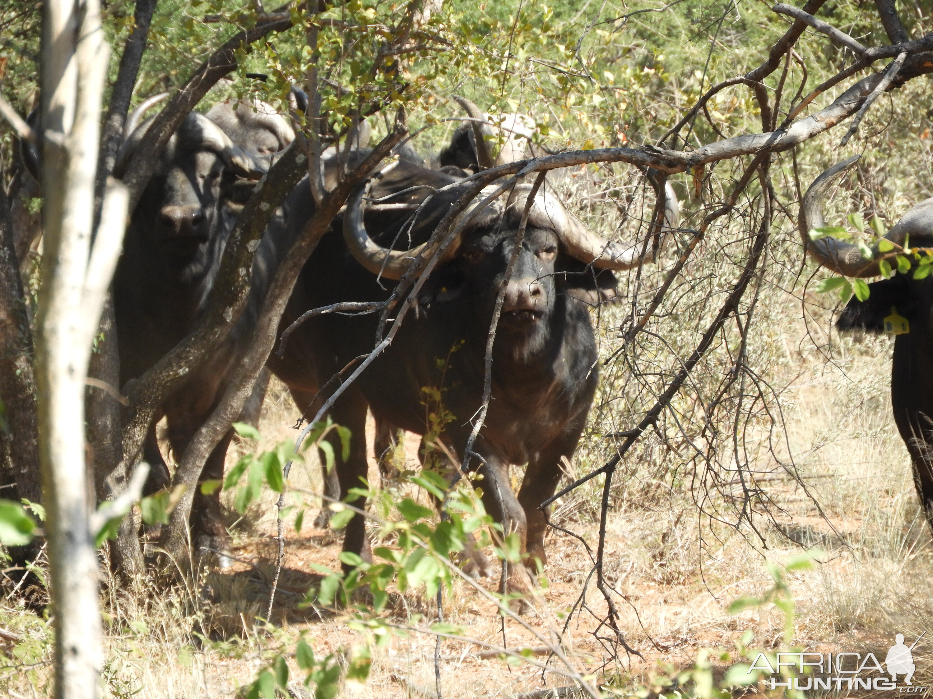 Cape Buffalo South Africa