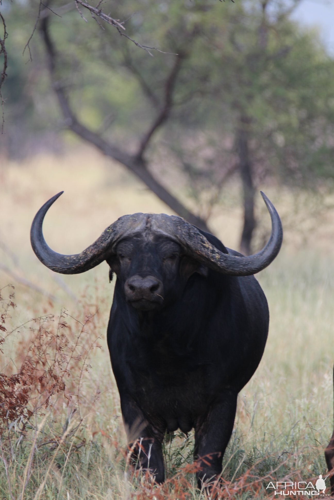 Cape Buffalo  South Africa