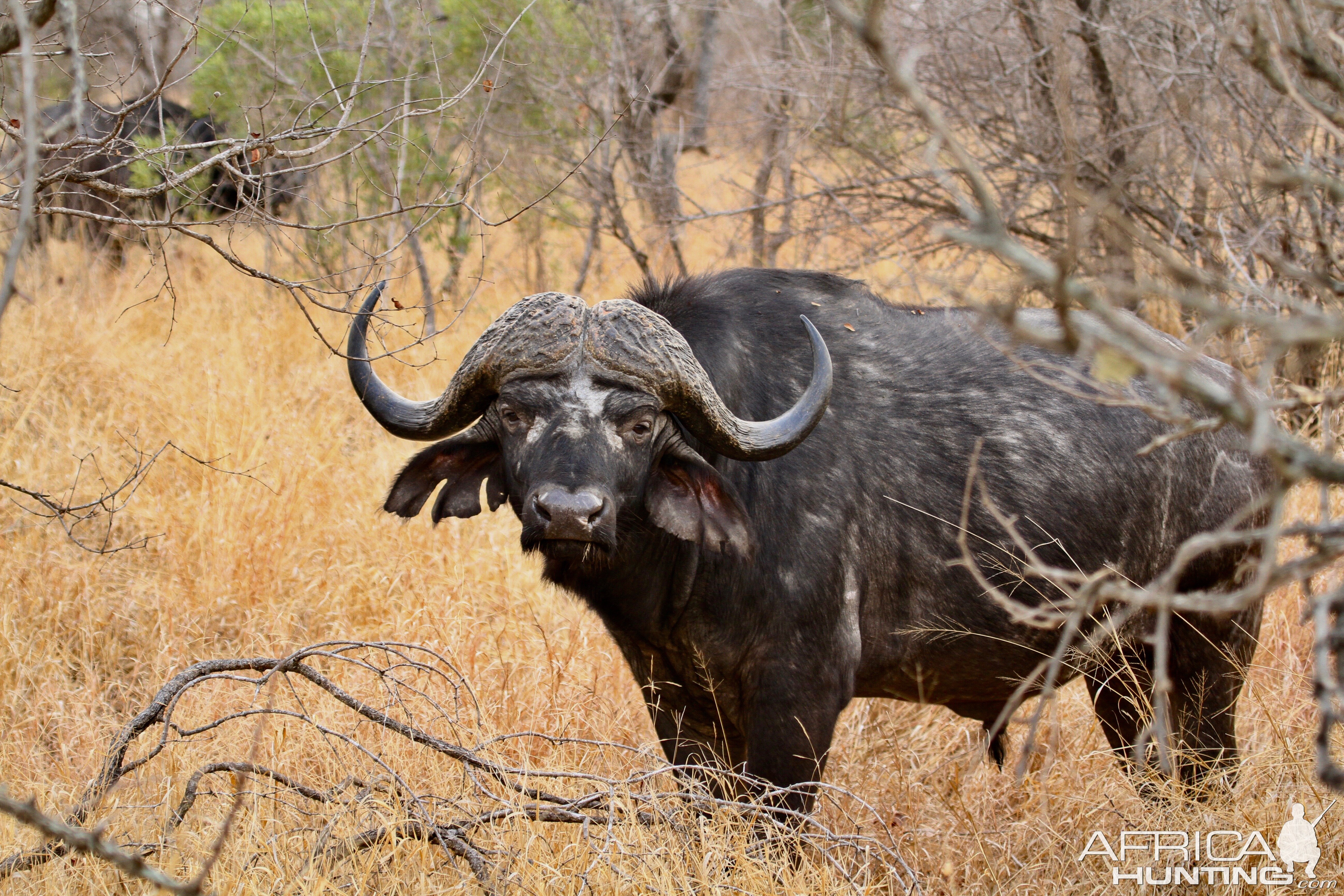 Cape Buffalo South Africa