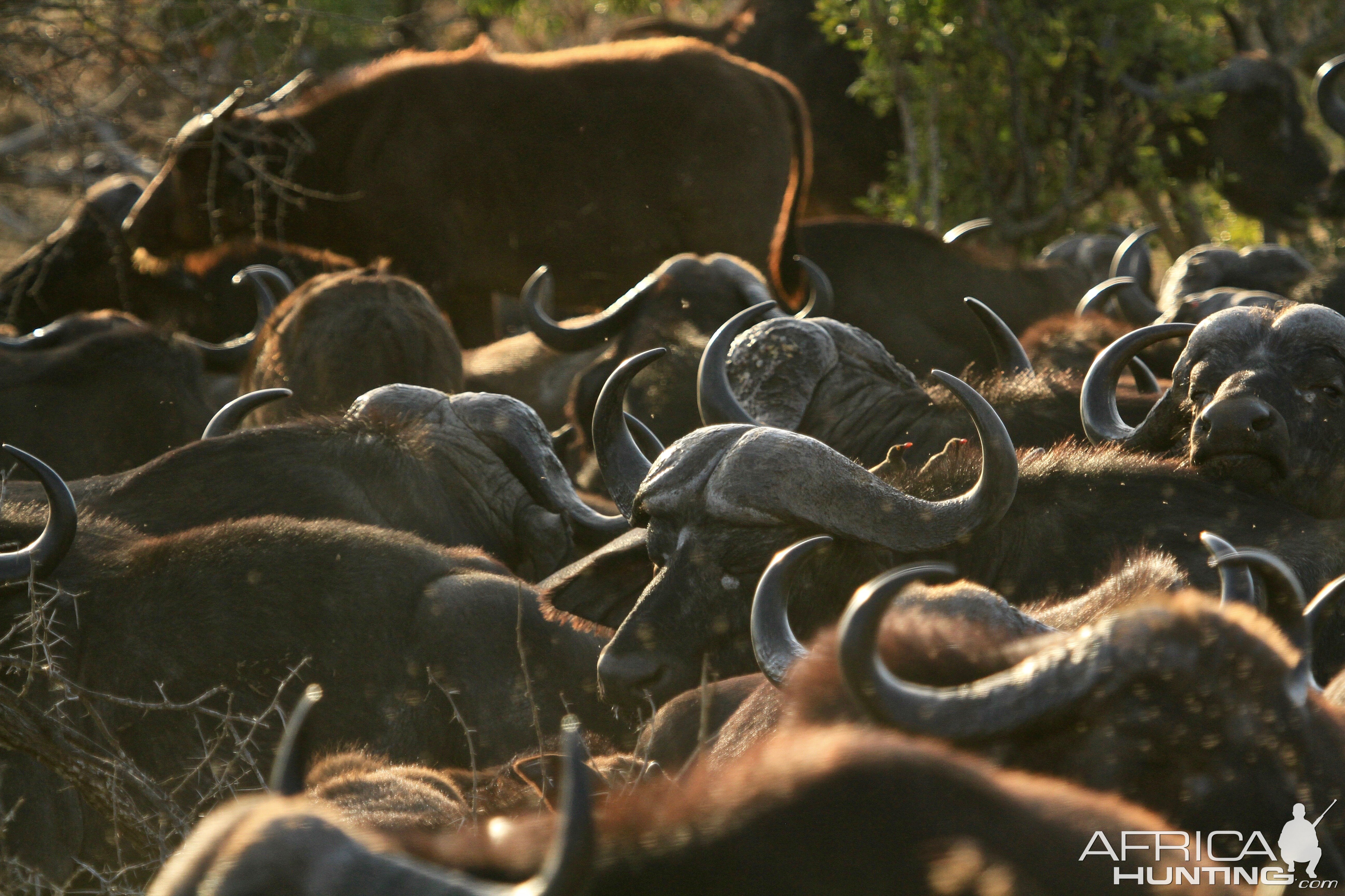 Cape Buffalo South Africa