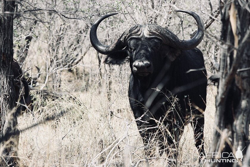 Cape Buffalo South Africa