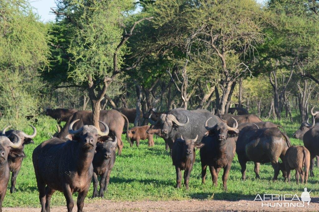 Cape Buffalo South Africa