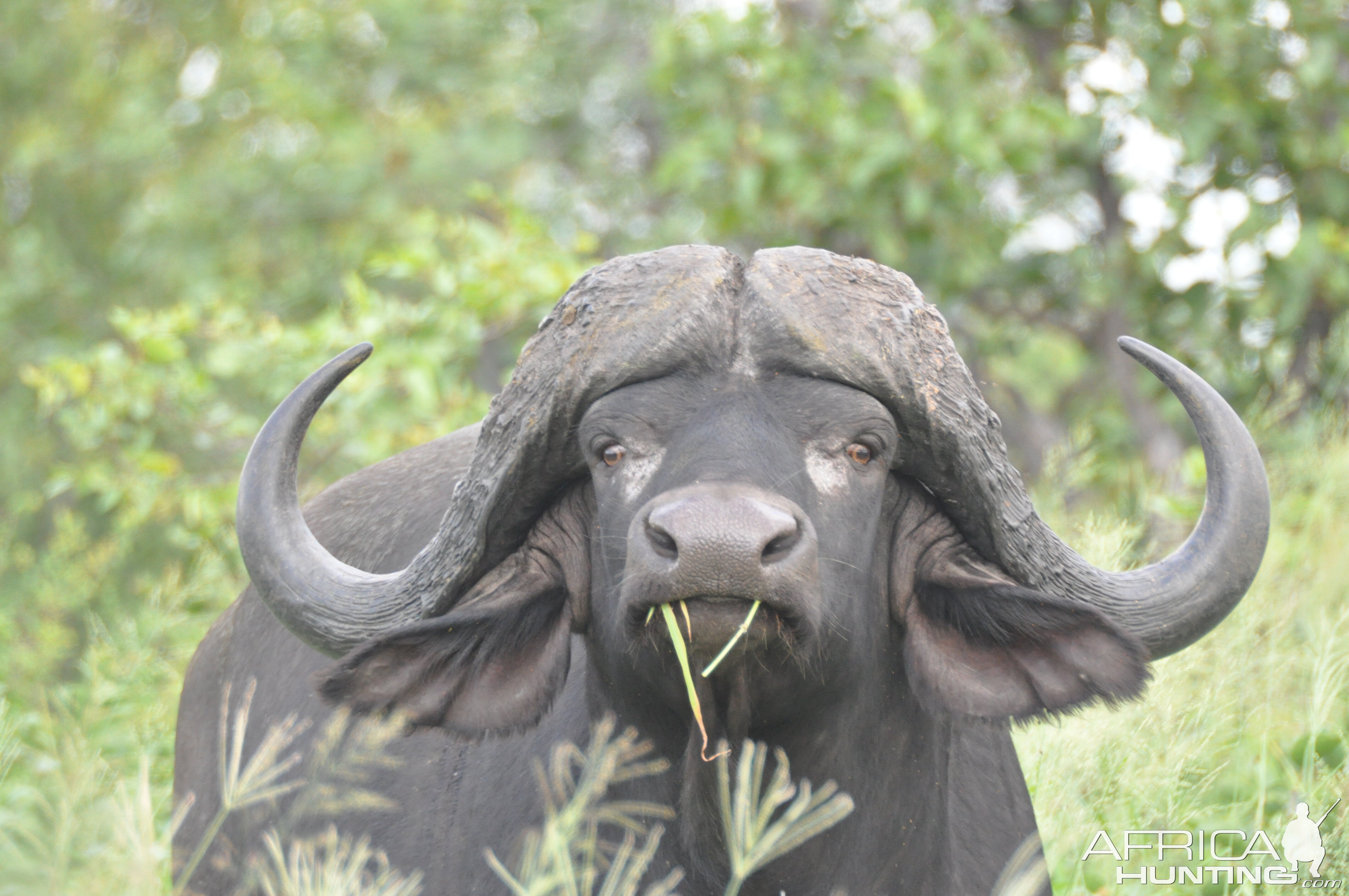 Cape Buffalo South Africa