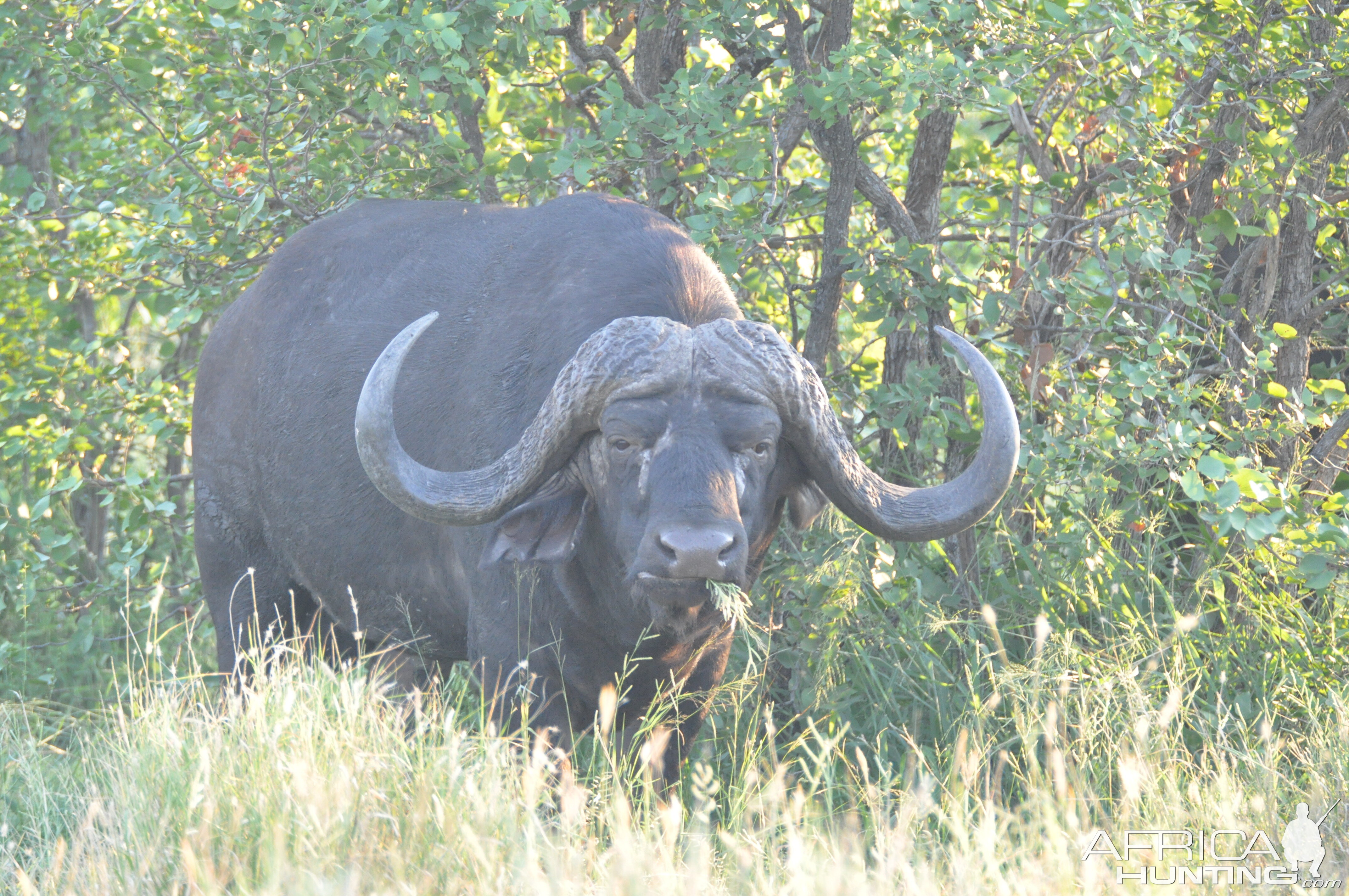 Cape Buffalo South Africa