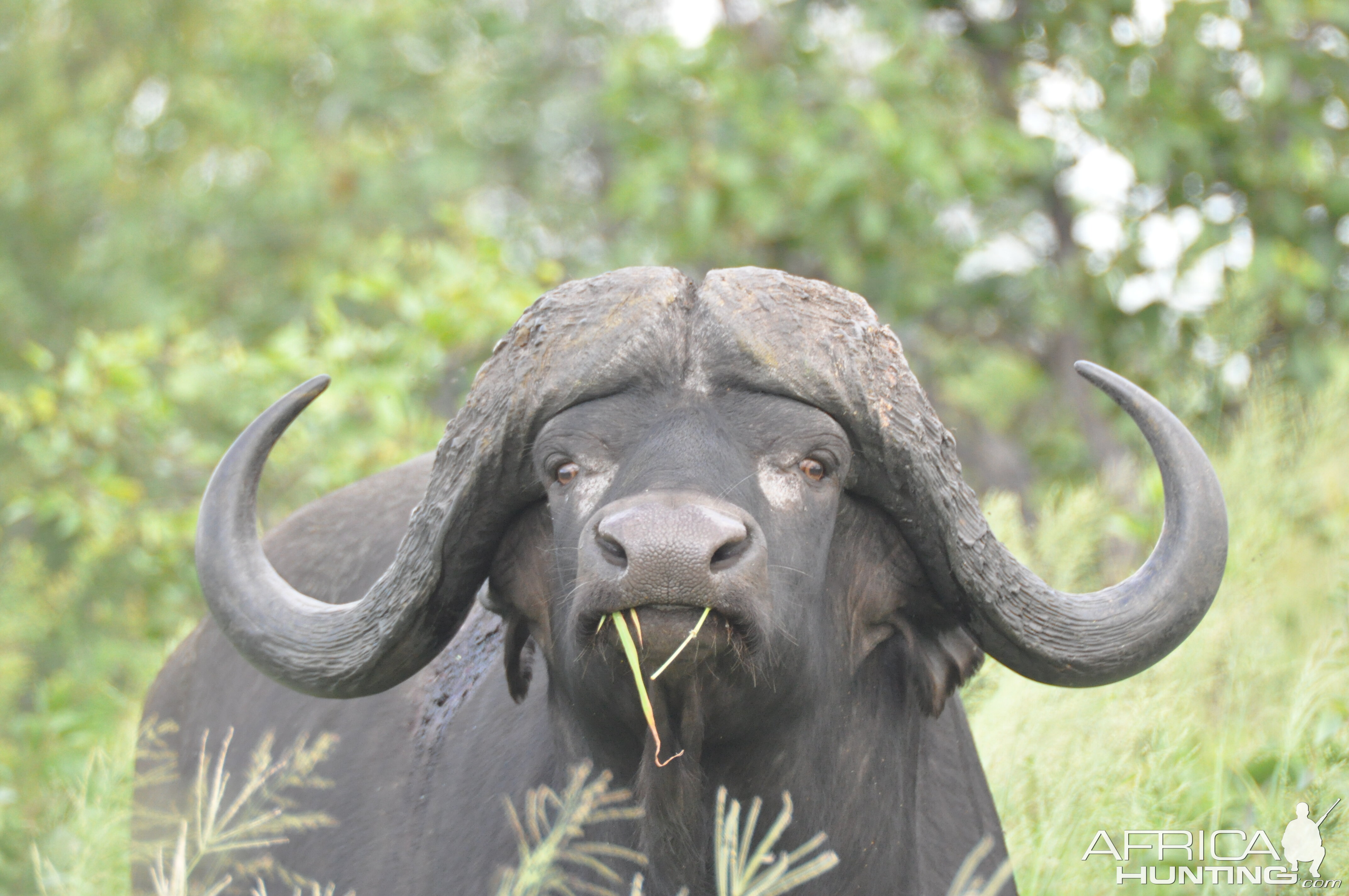 Cape Buffalo South Africa