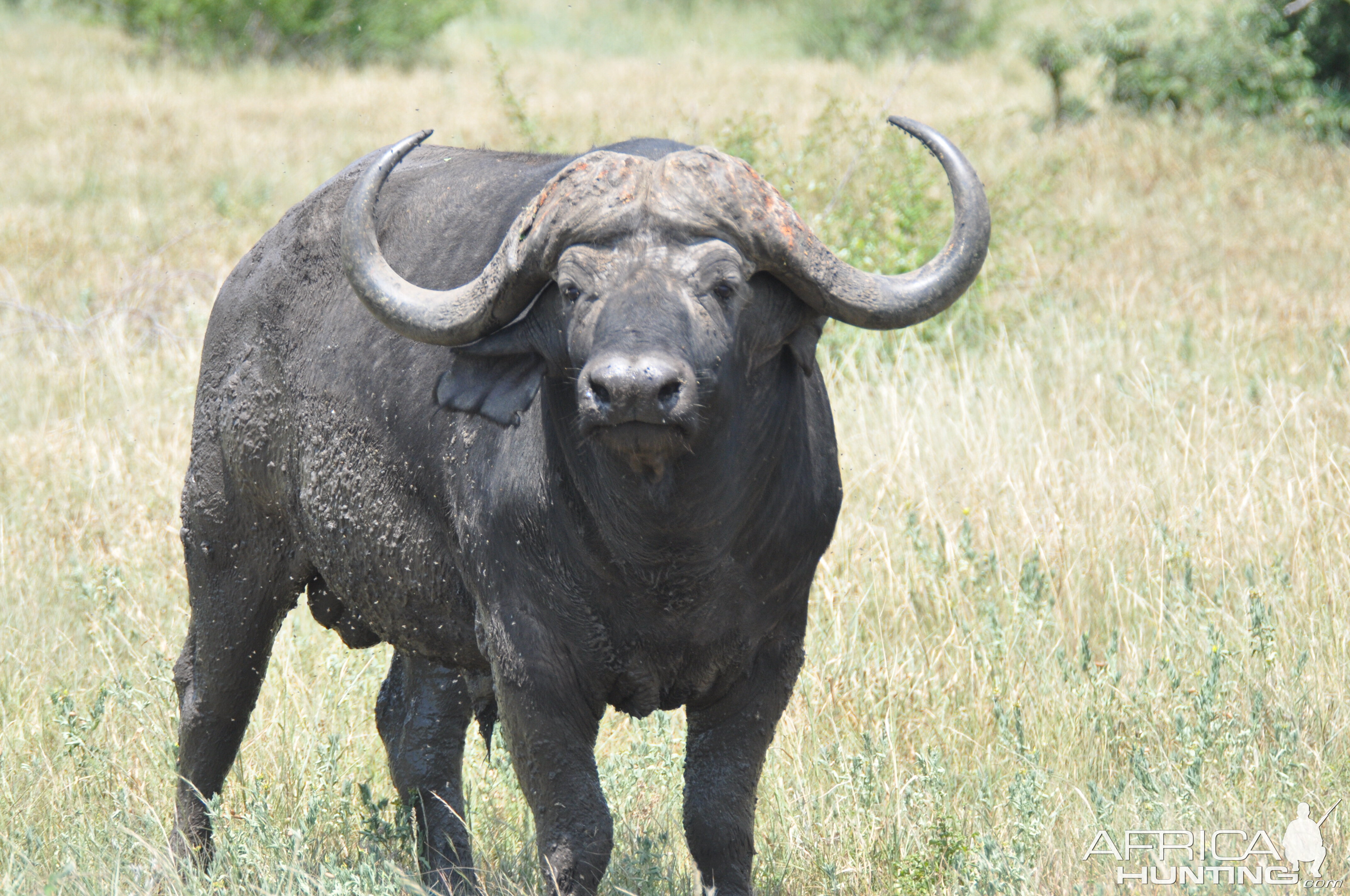 Cape Buffalo South Africa