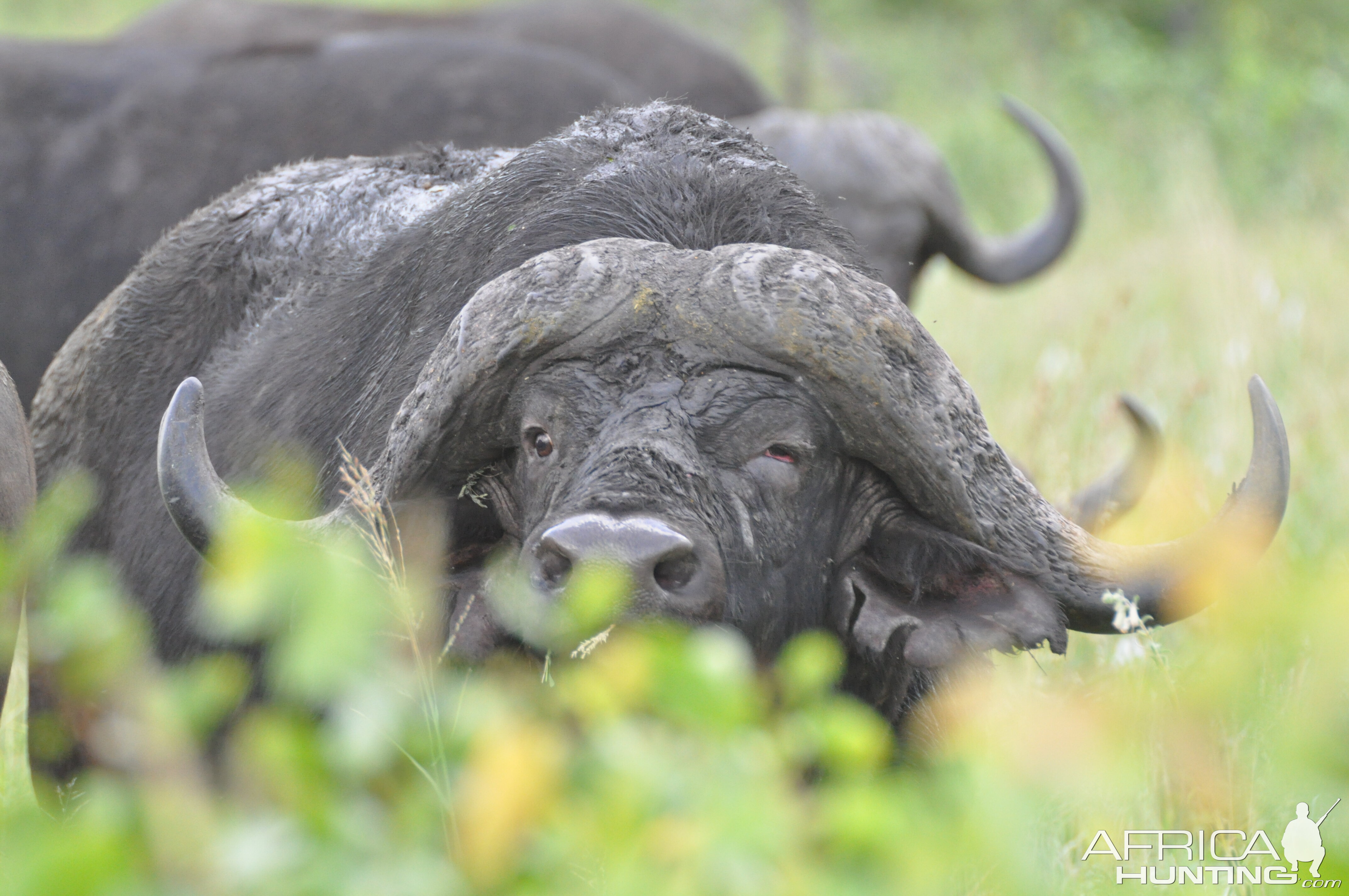 Cape Buffalo South Africa