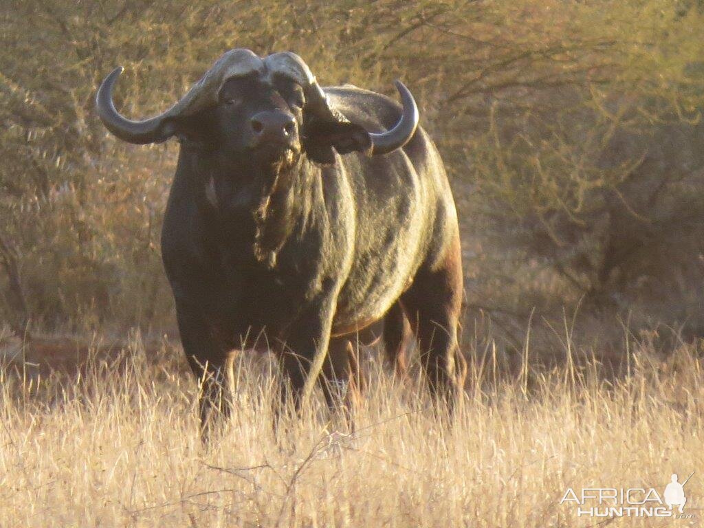 Cape Buffalo South Africa