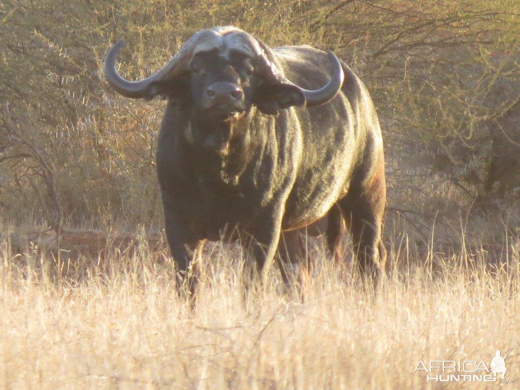 Cape Buffalo South Africa