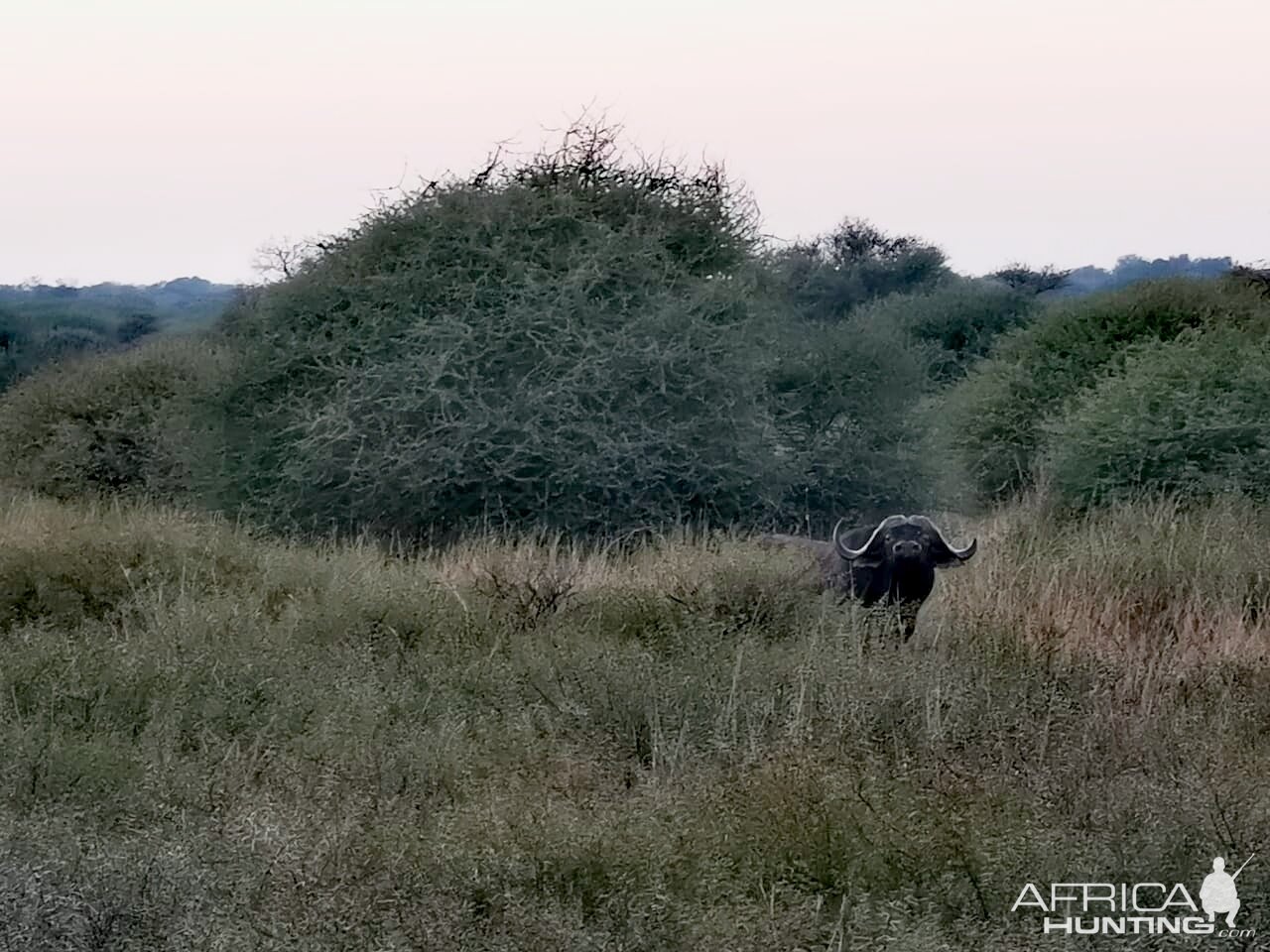 Cape Buffalo South Africa