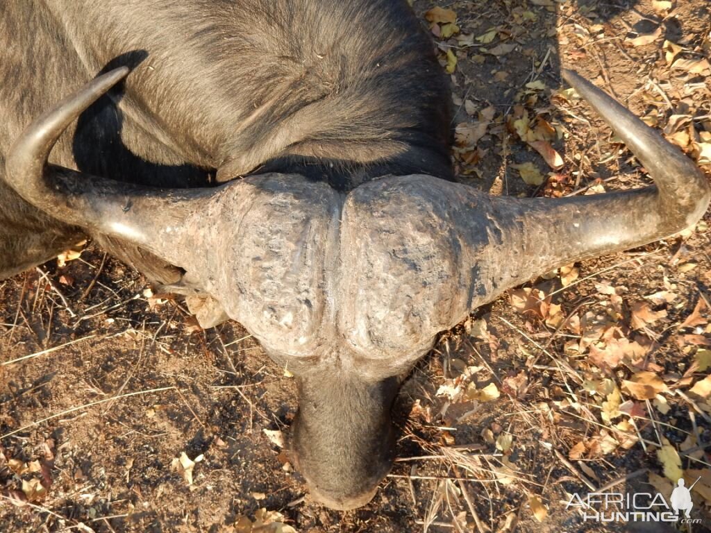 Cape Buffalo Tanzania Hunt