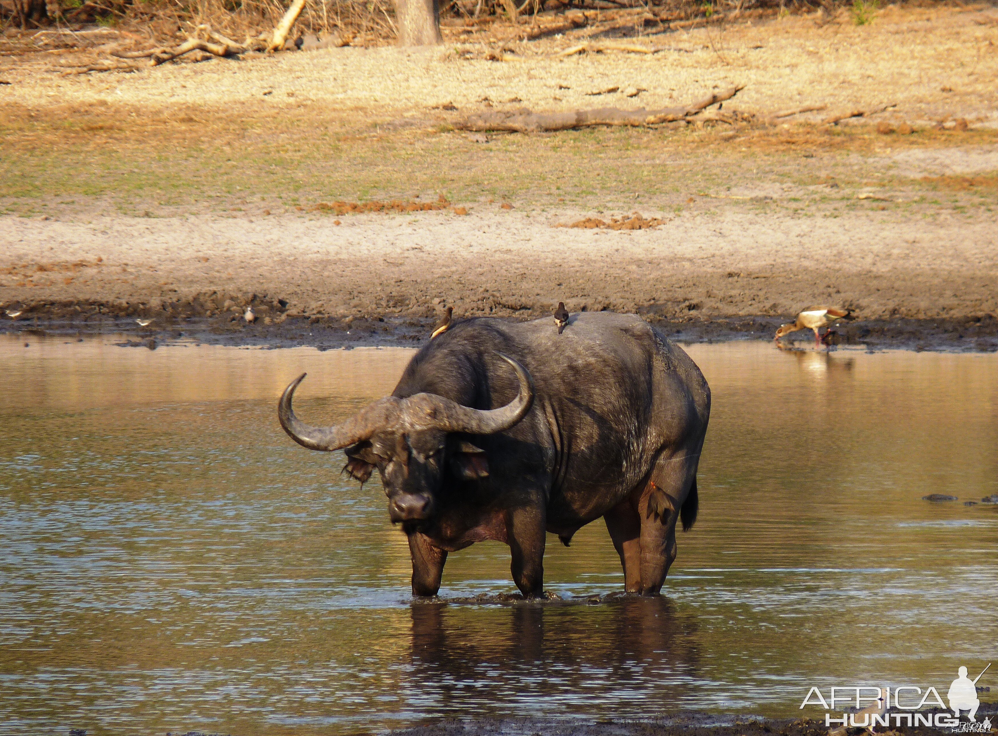 Cape Buffalo Tanzania