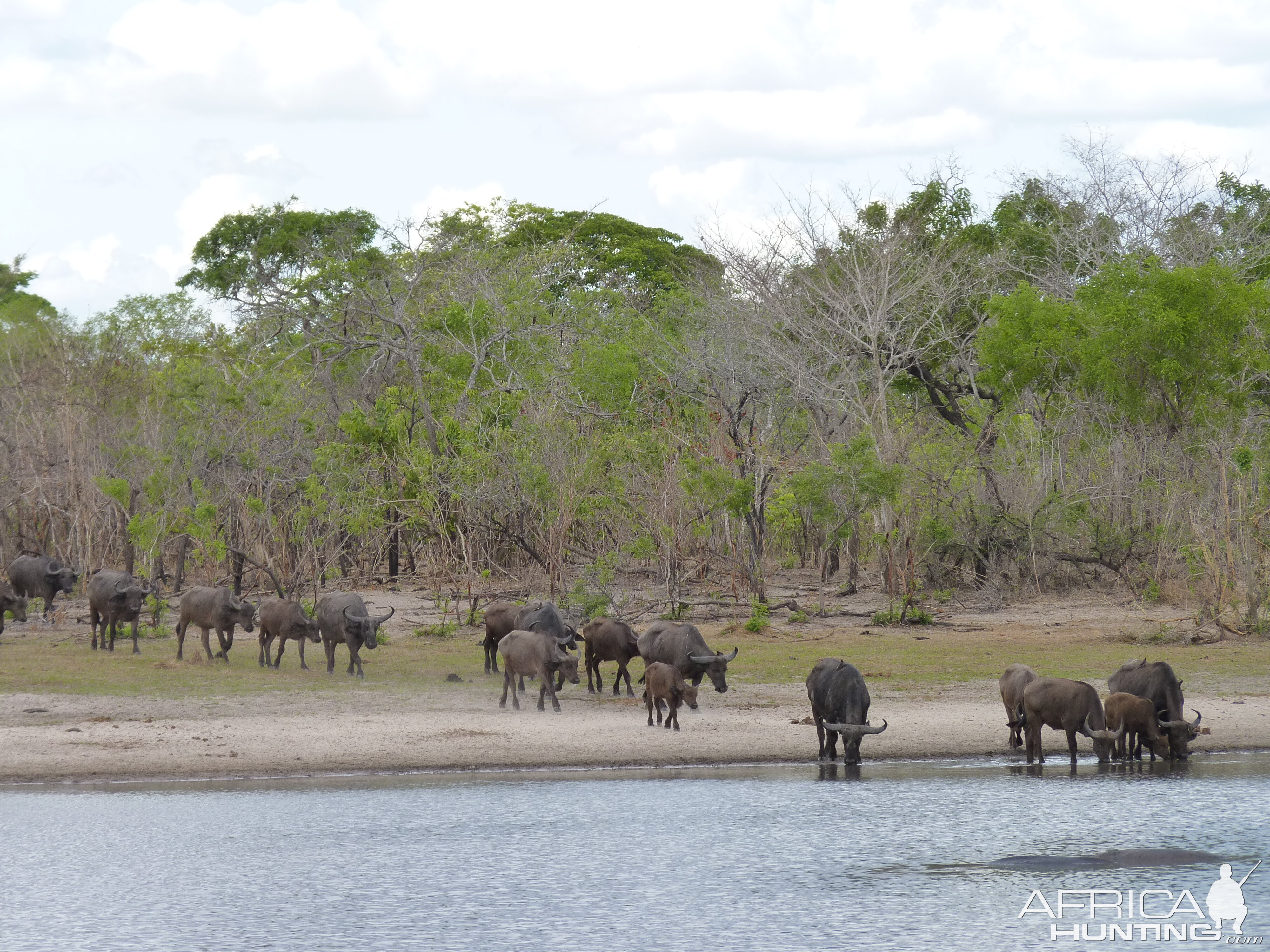 Cape Buffalo Tanzania