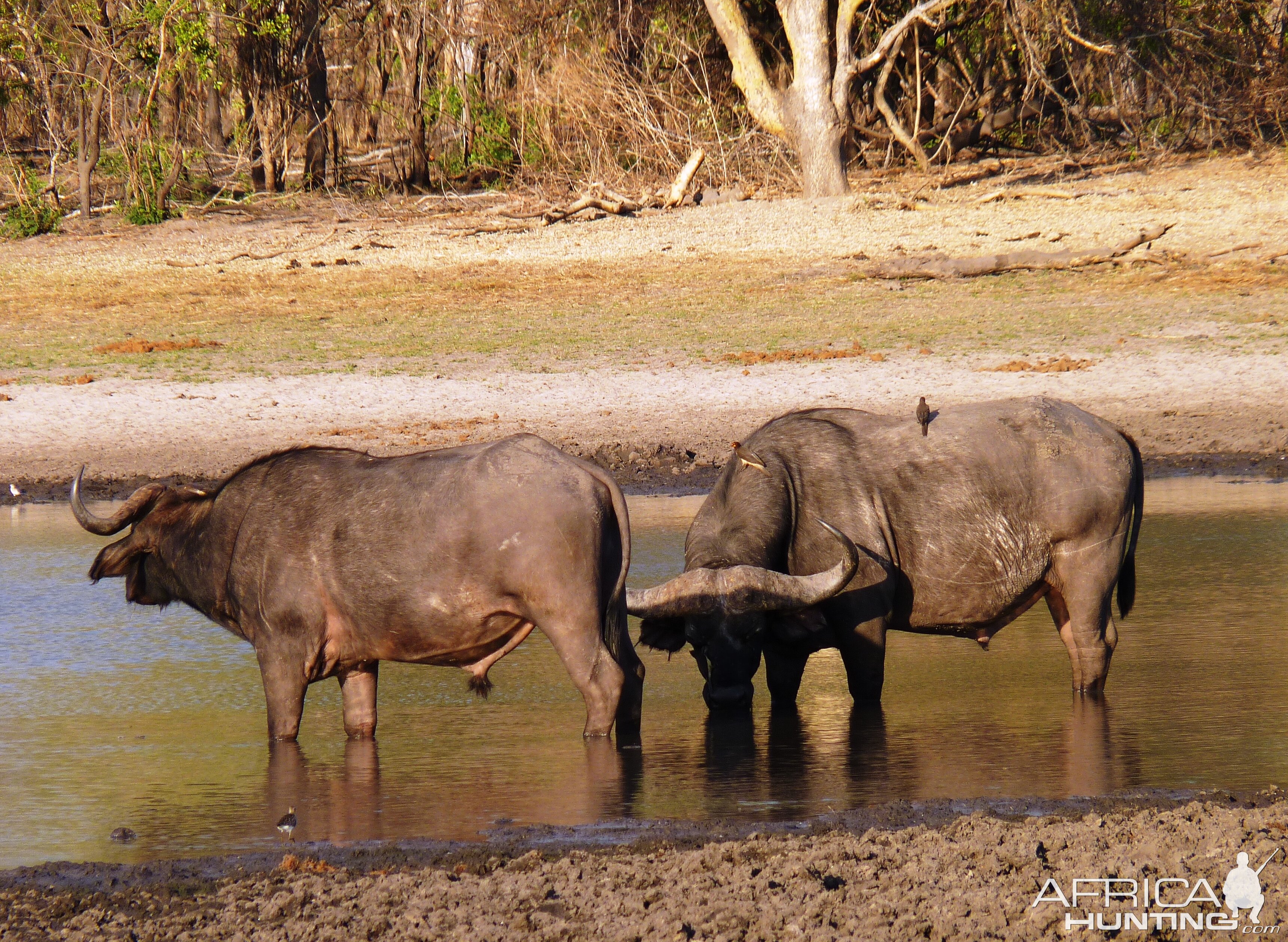 Cape Buffalo Tanzania