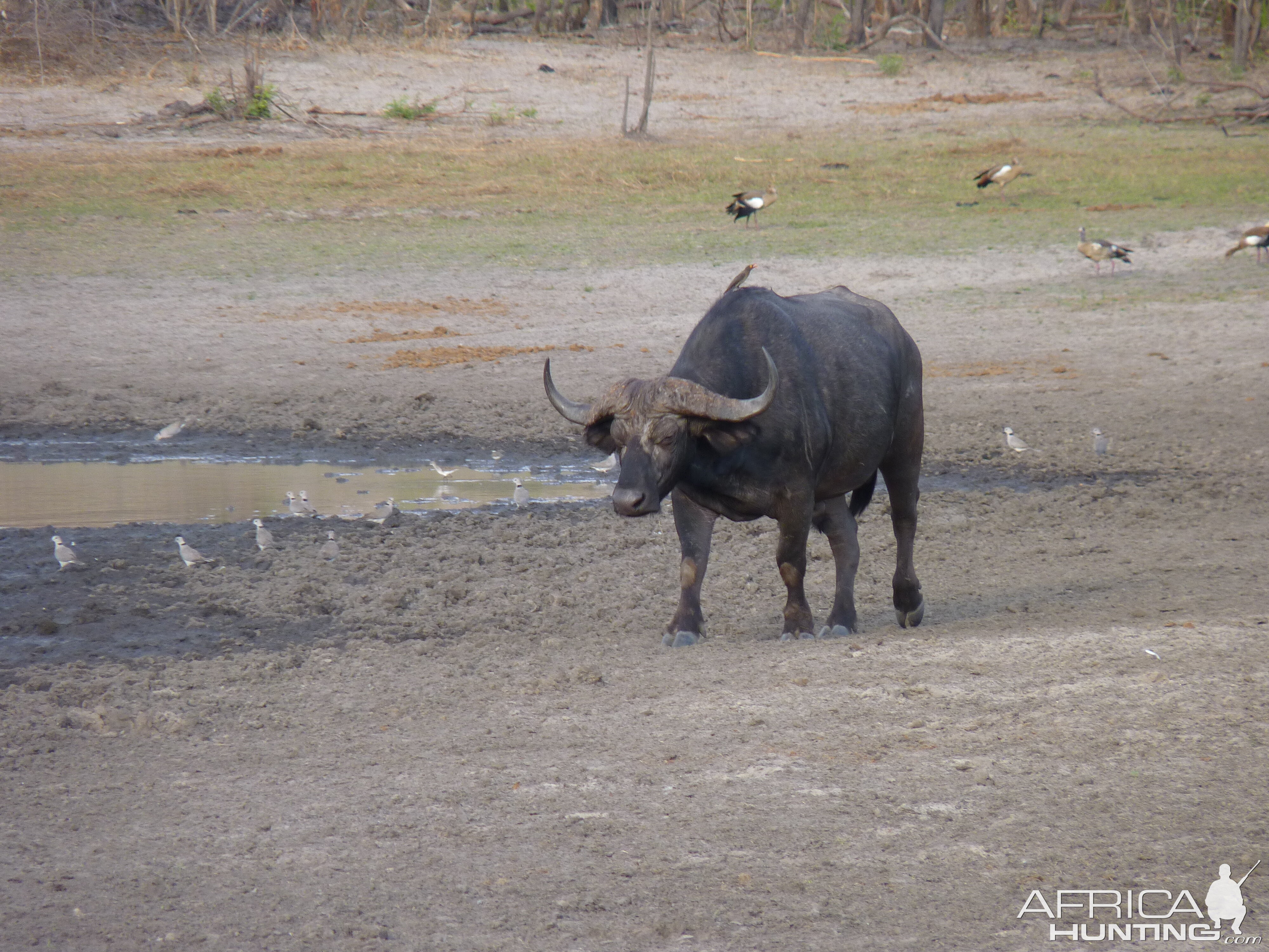 Cape Buffalo Tanzania