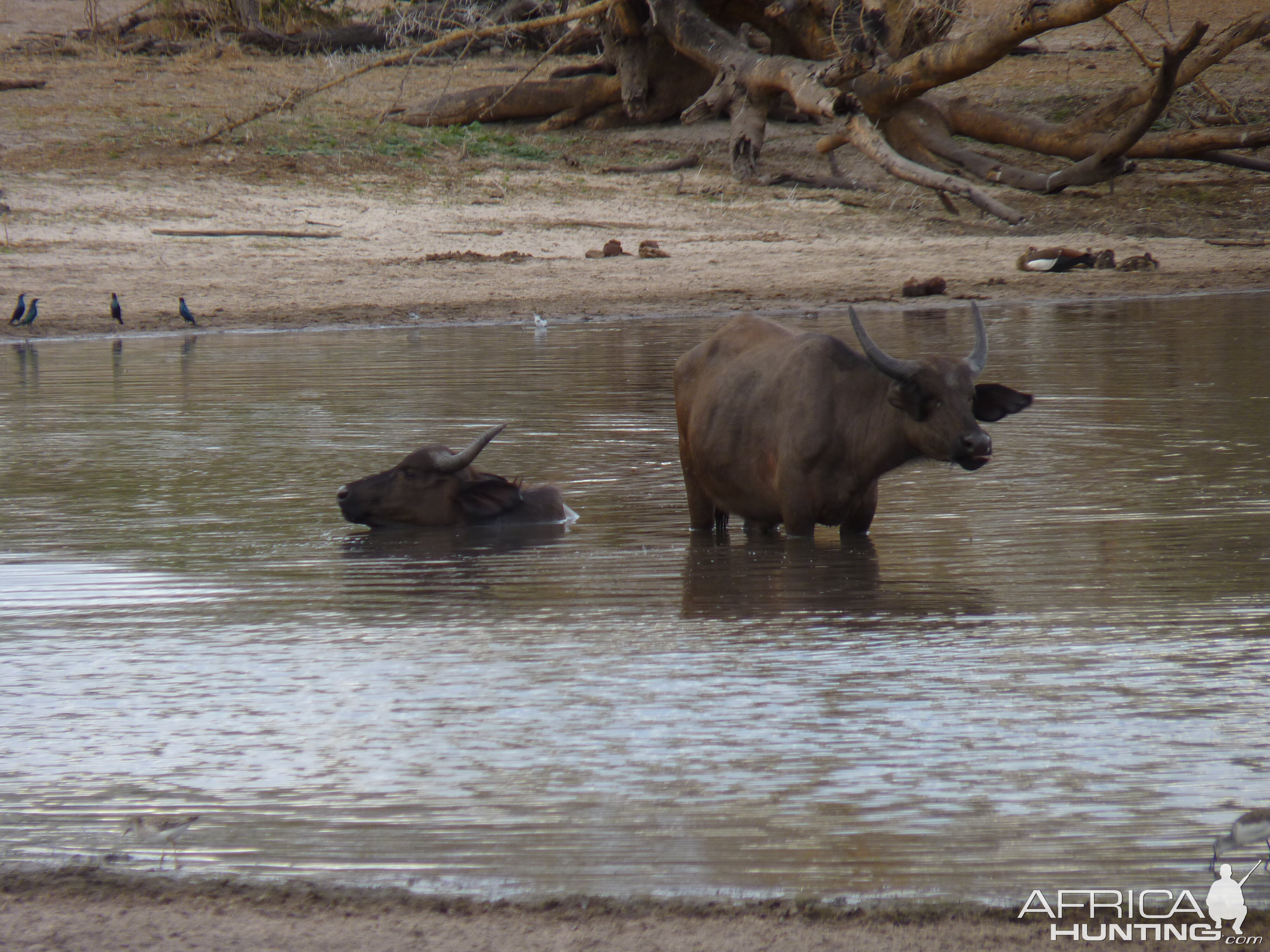 Cape Buffalo Tanzania