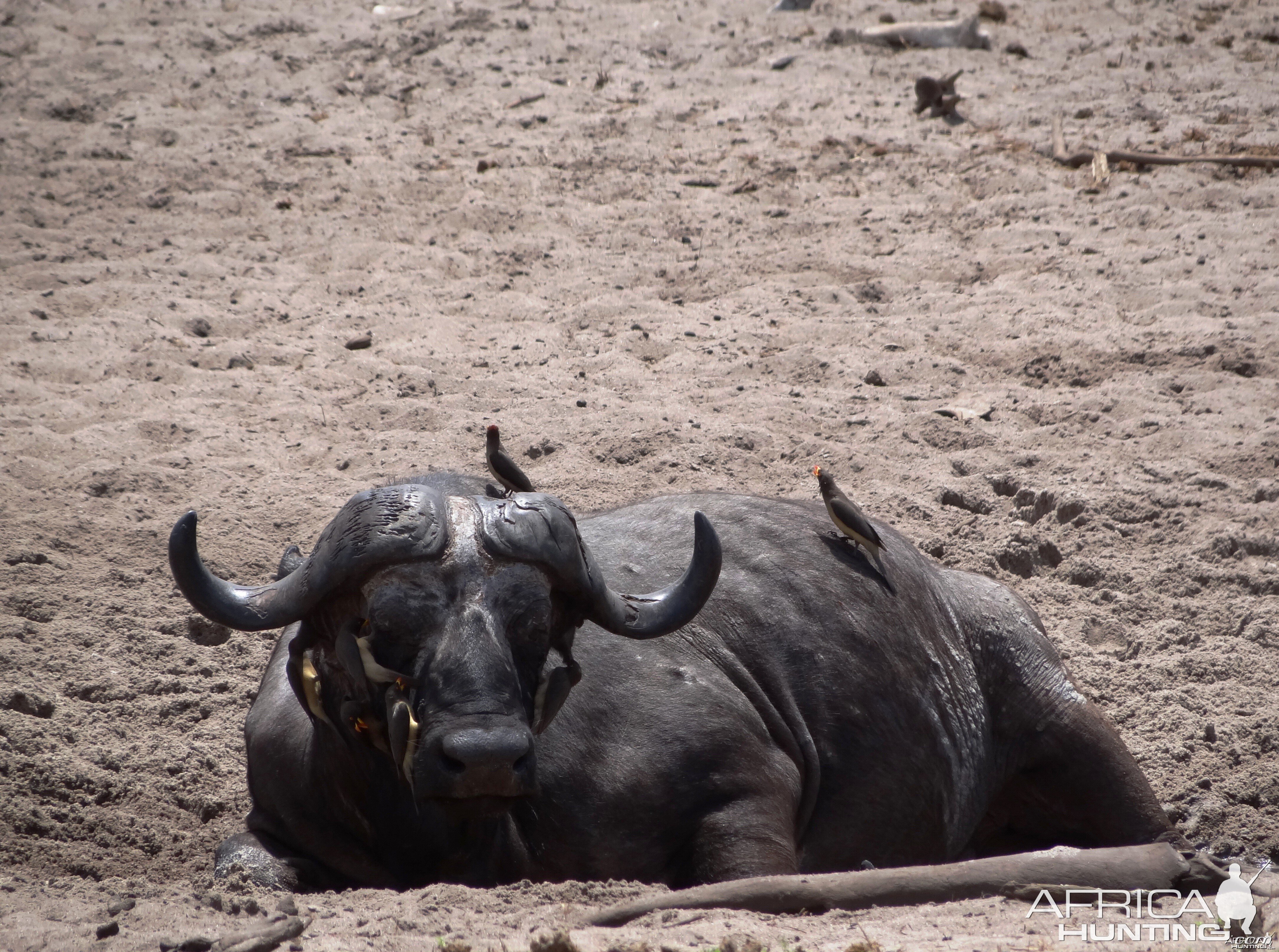 Cape Buffalo - Tanzania