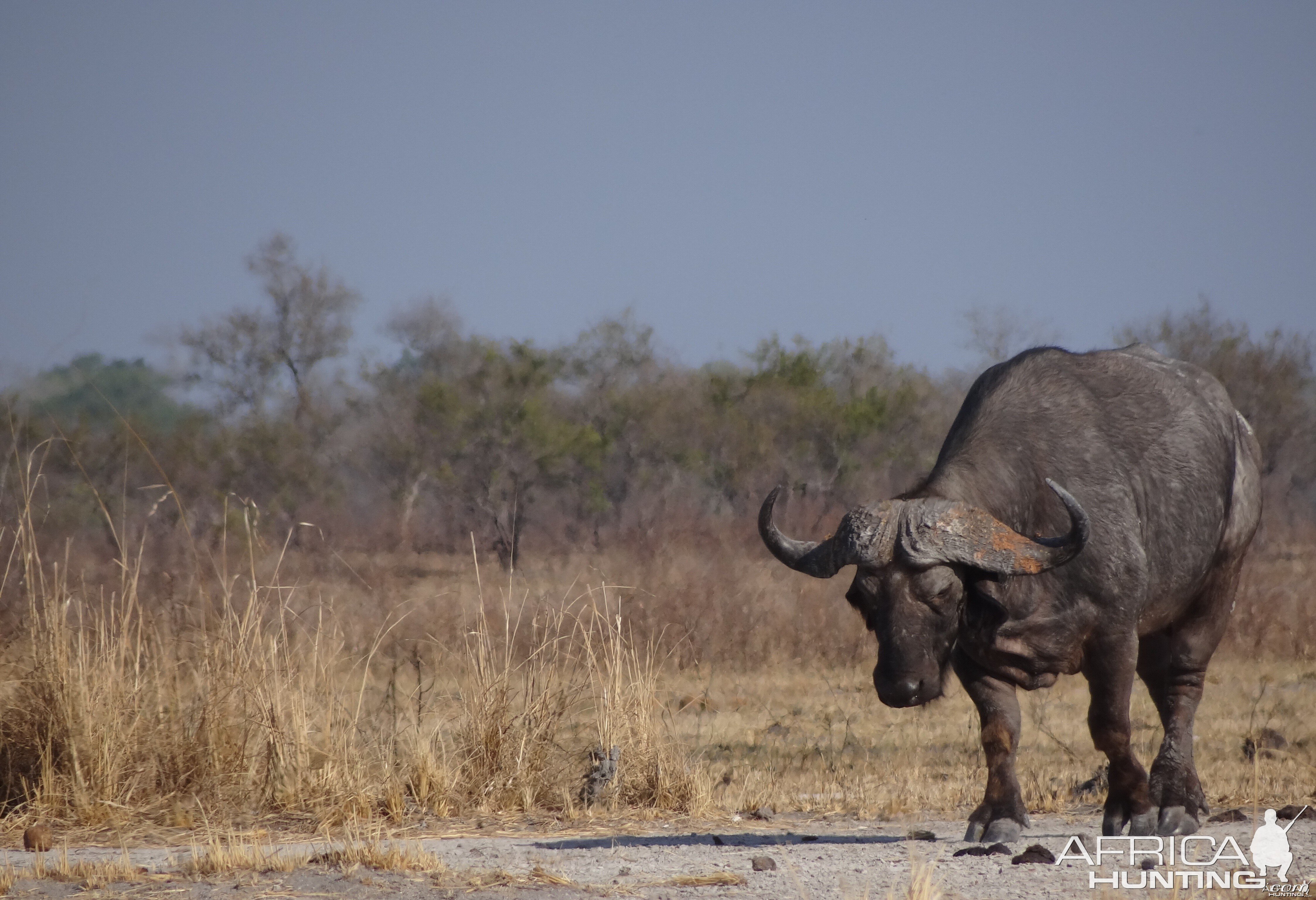 Cape buffalo - Tanzania