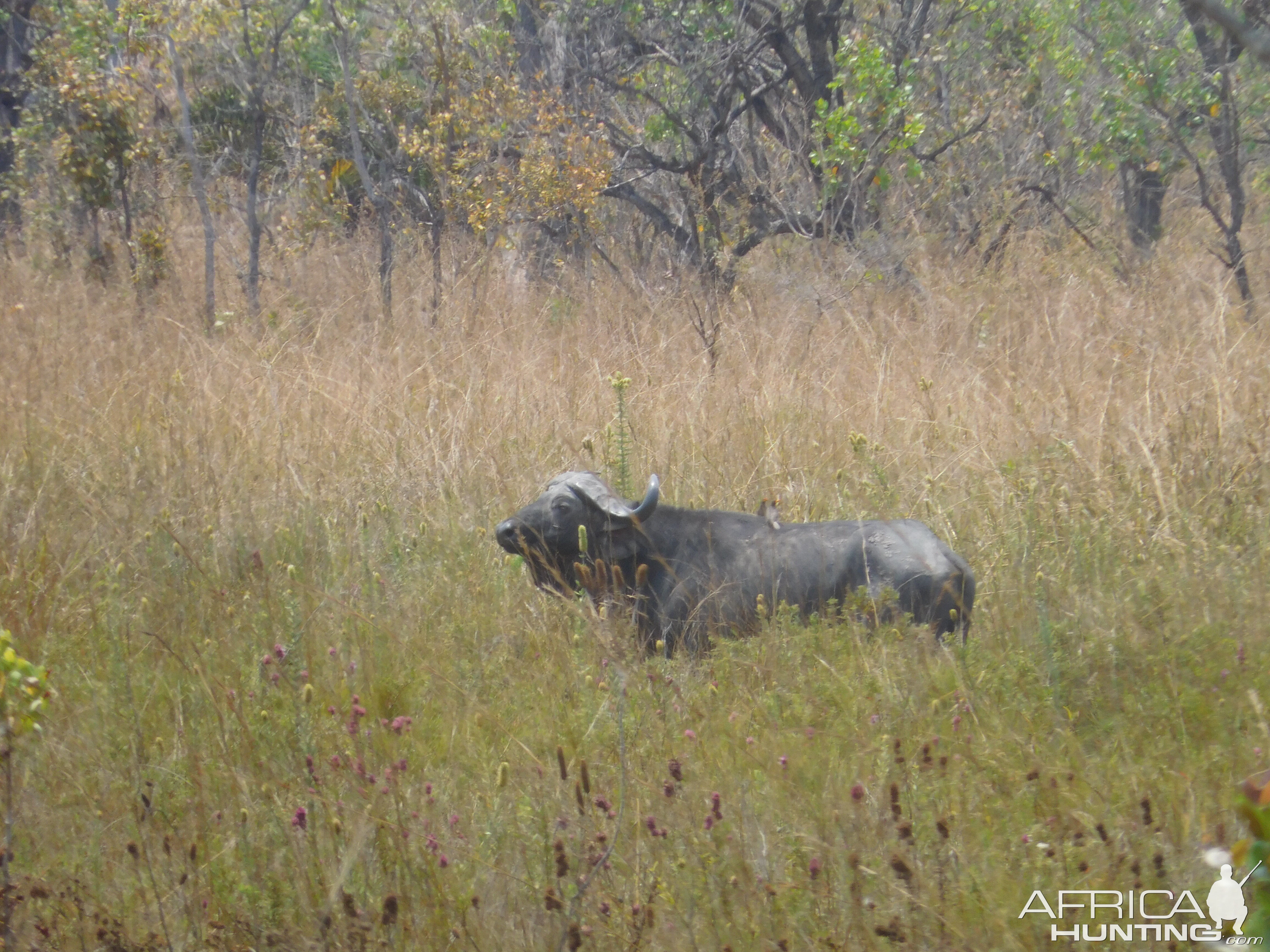 Cape Buffalo Tanzania