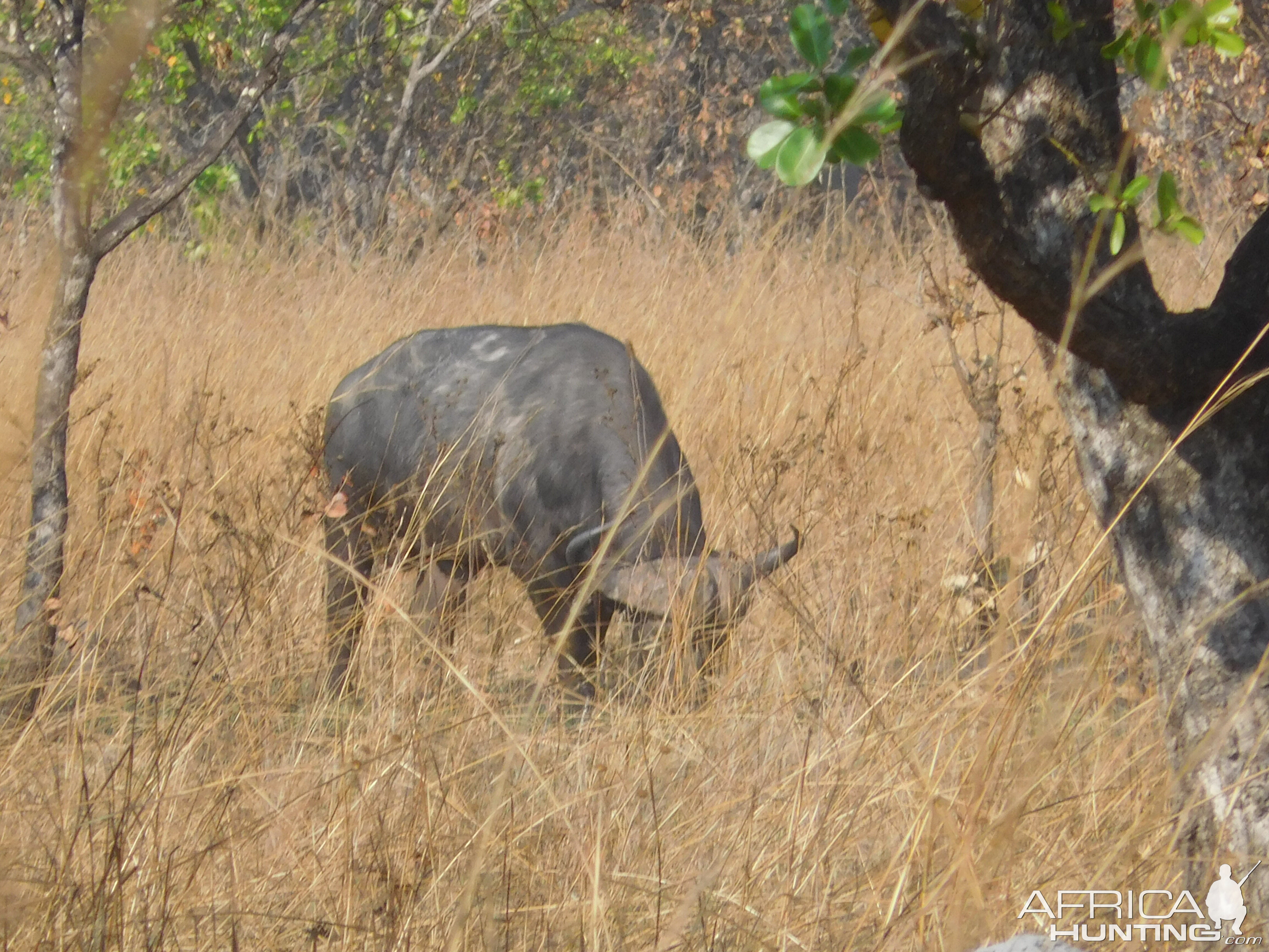 Cape Buffalo Tanzania