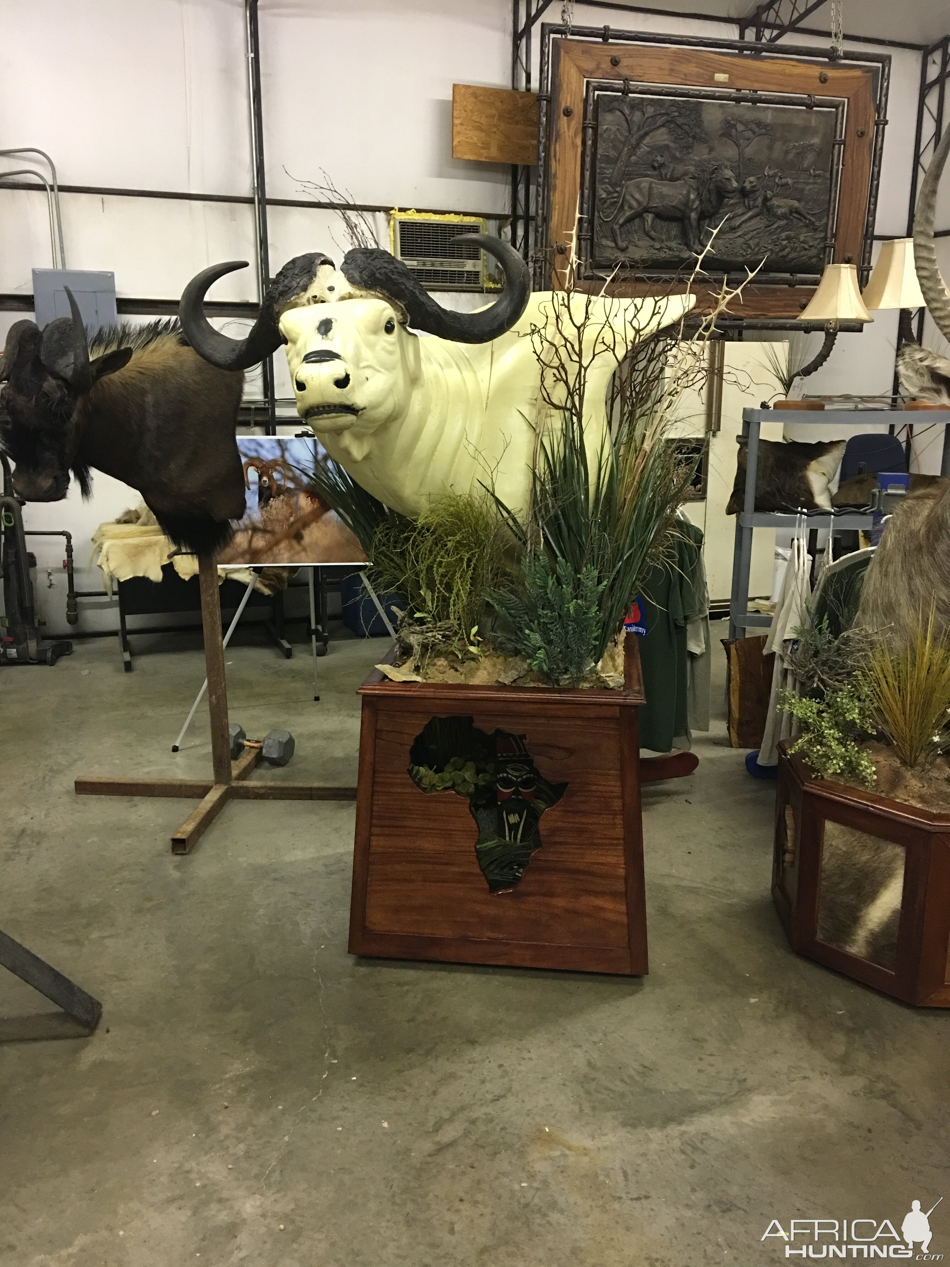 Cape Buffalo Taxidermy Progress