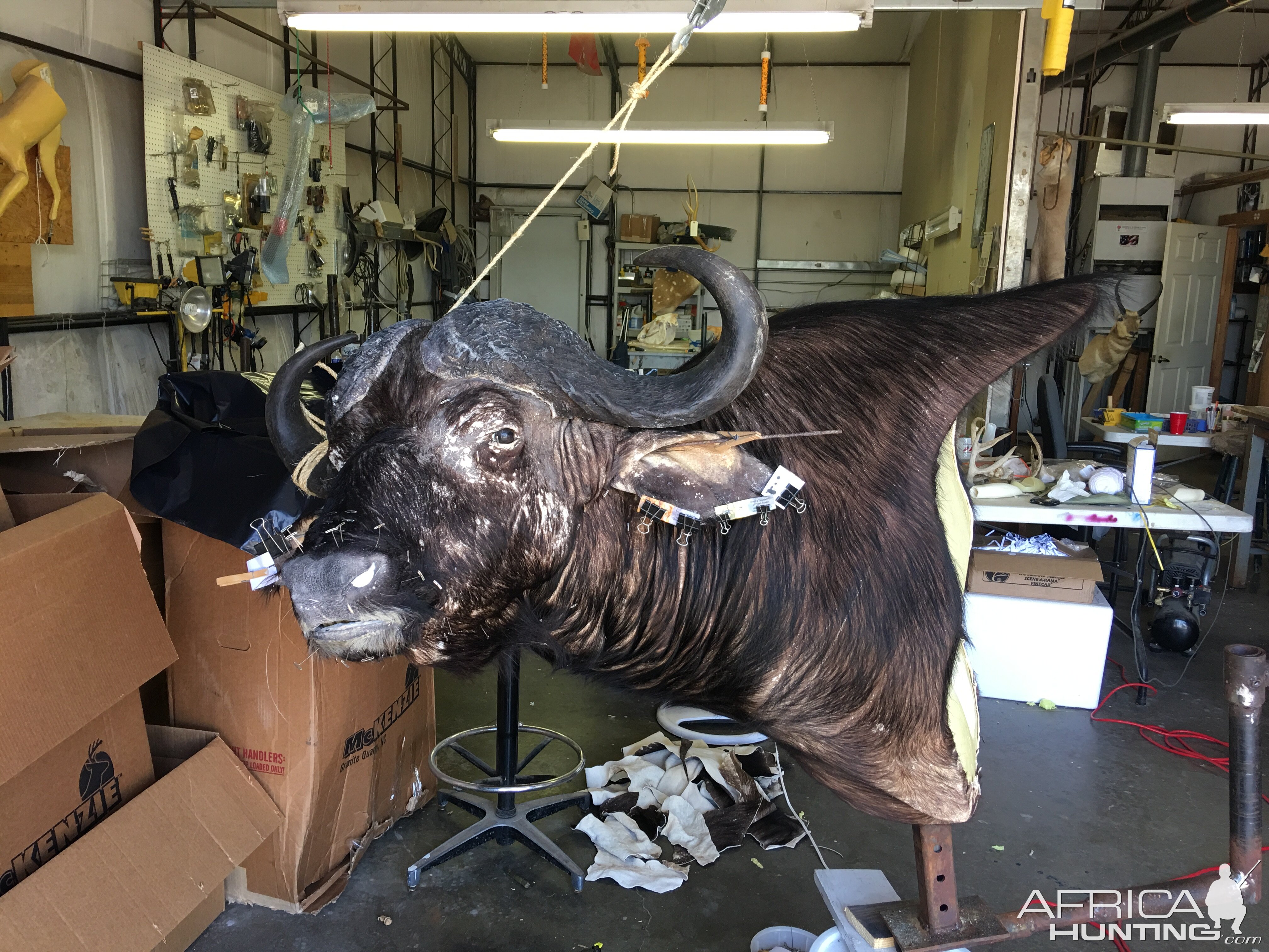 Cape Buffalo Taxidermy Progress