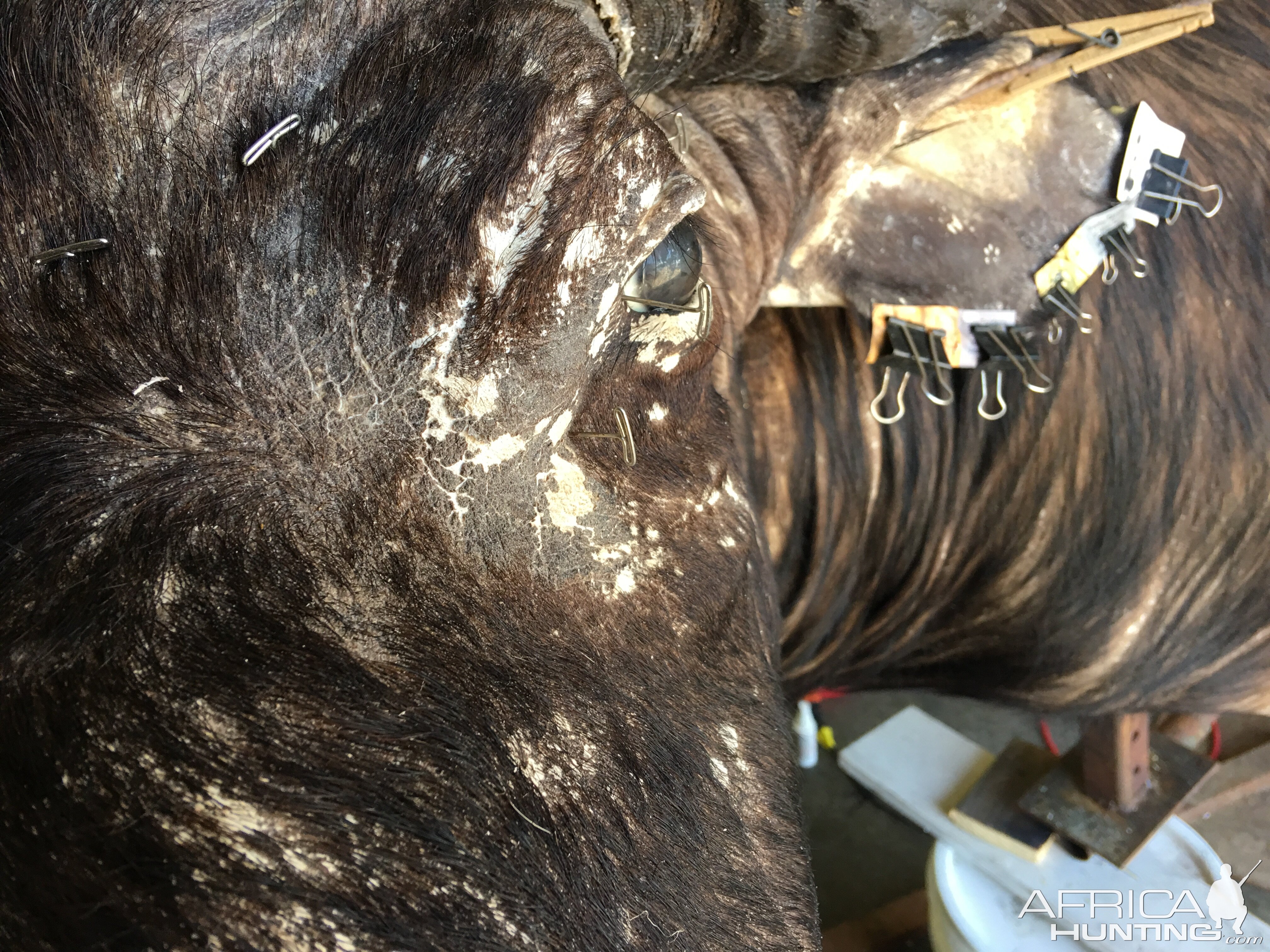 Cape Buffalo Taxidermy Progress