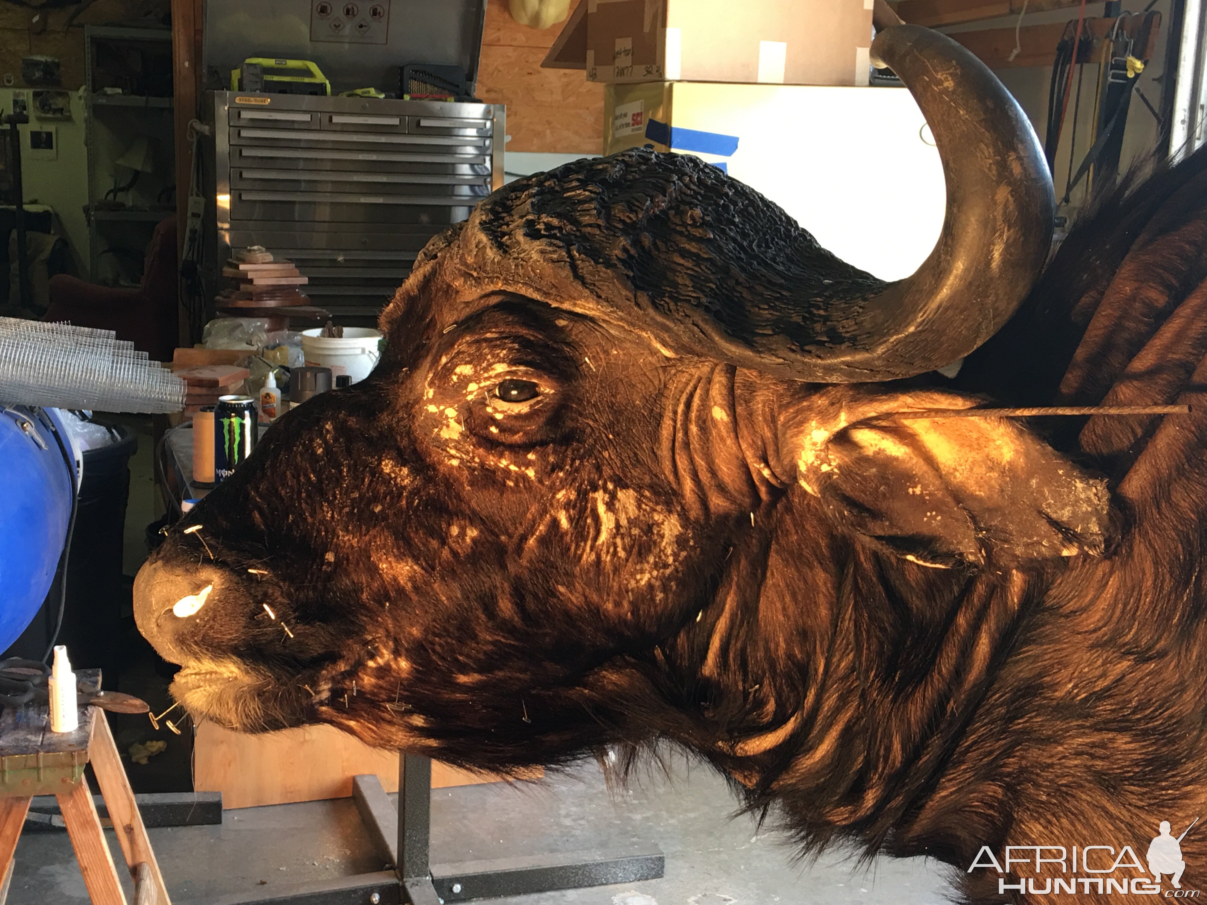 Cape Buffalo Taxidermy Progress