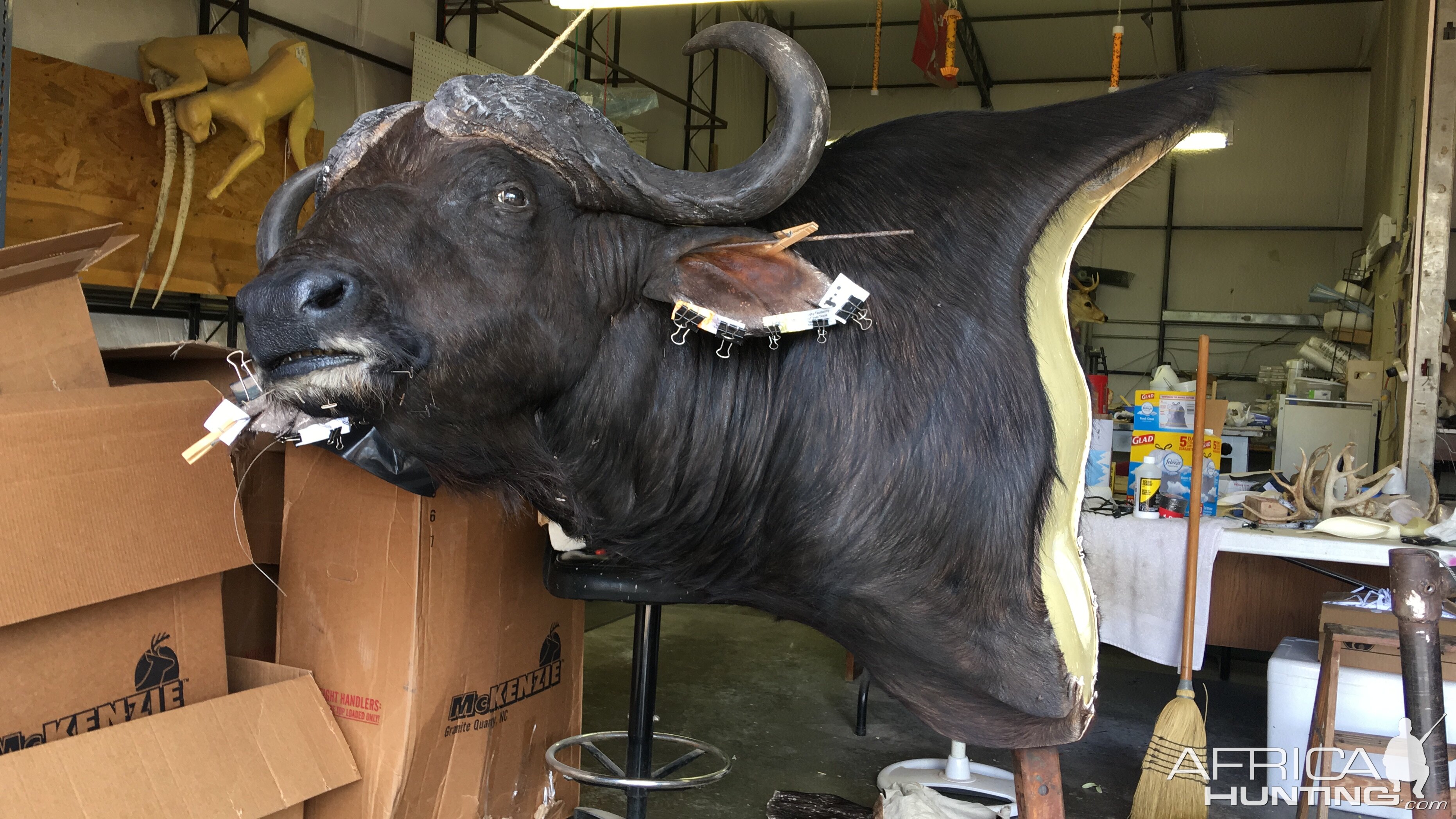 Cape Buffalo Taxidermy Progress