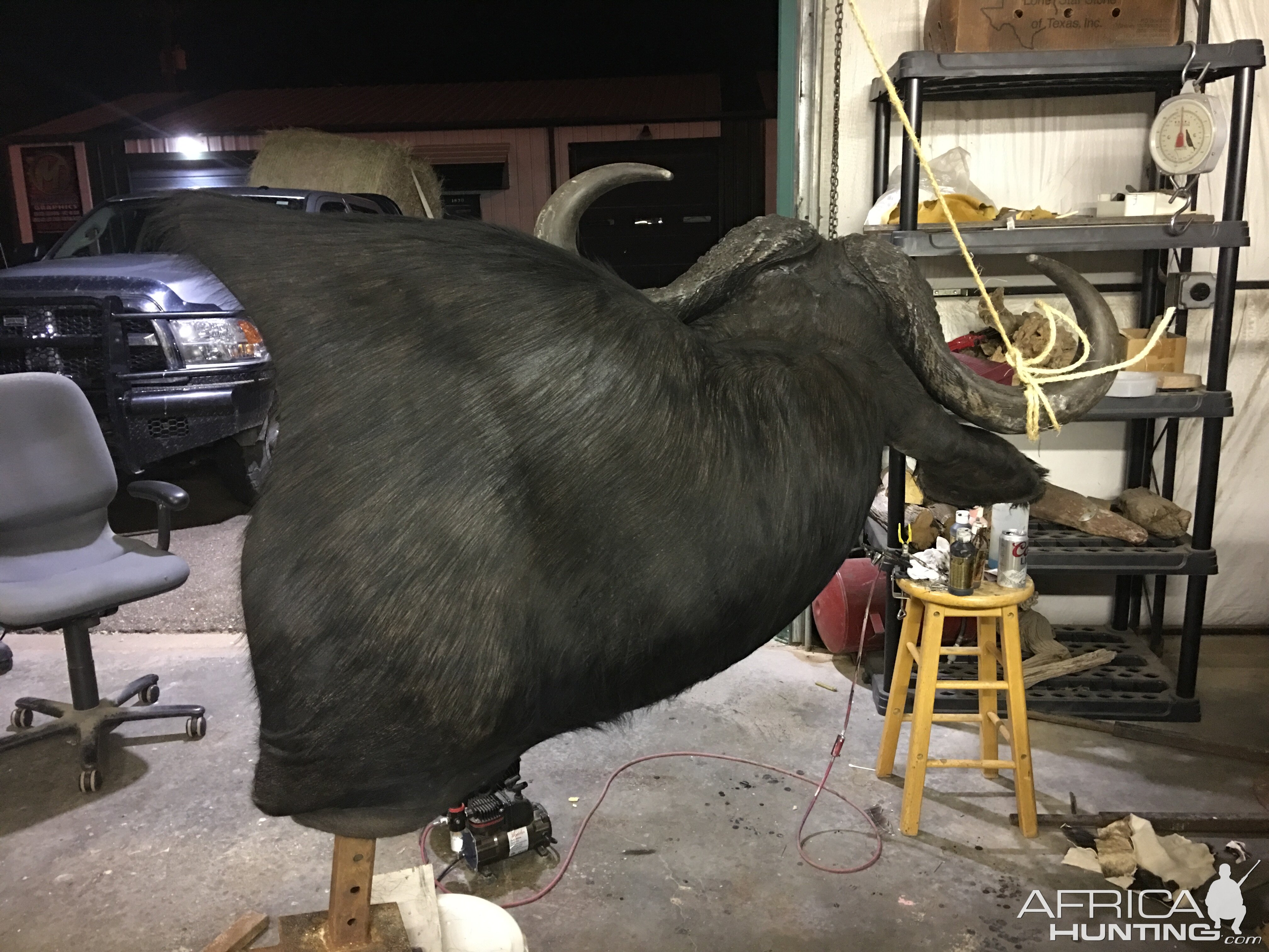 Cape Buffalo Taxidermy Progress