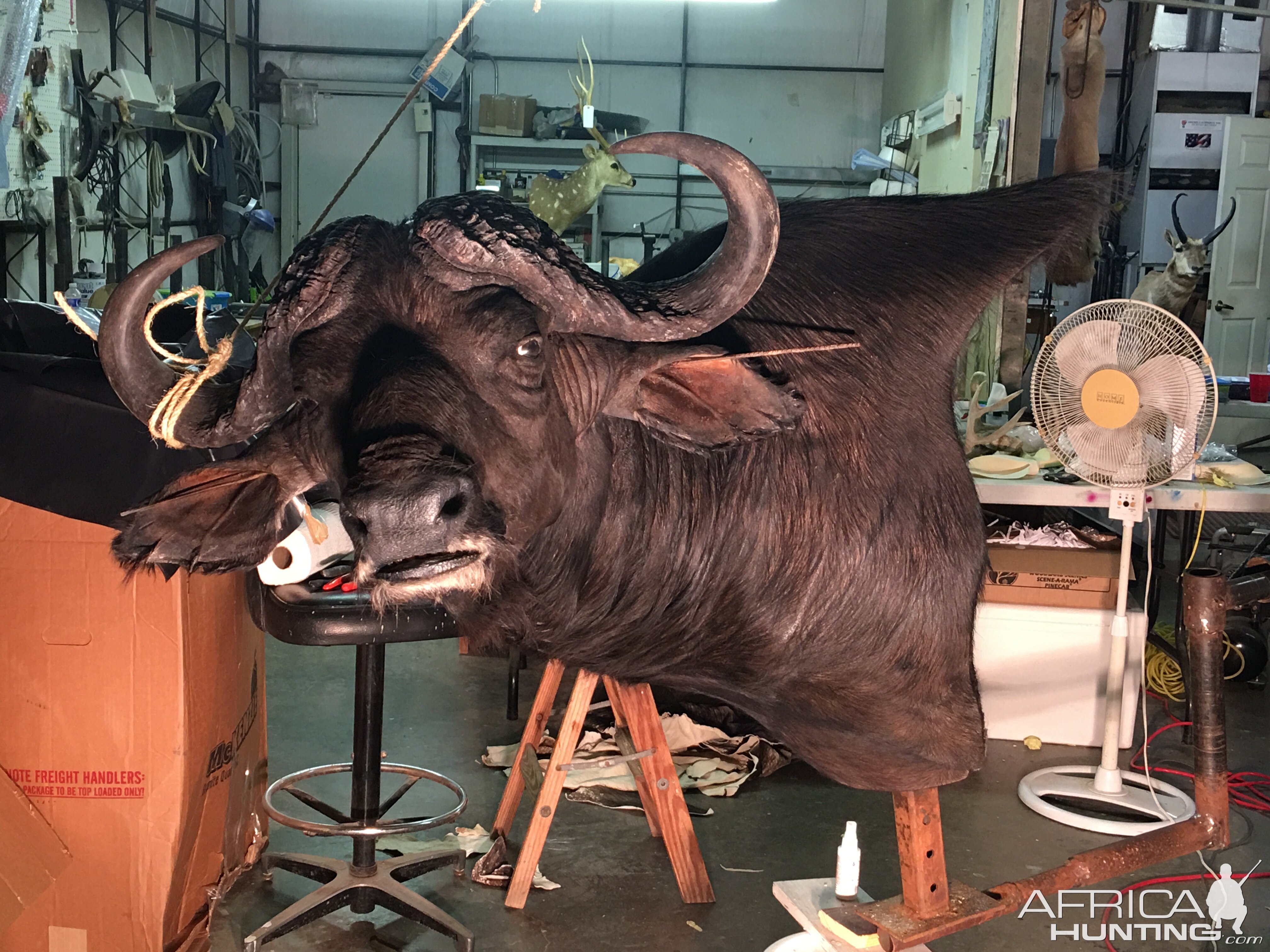 Cape Buffalo Taxidermy Progress