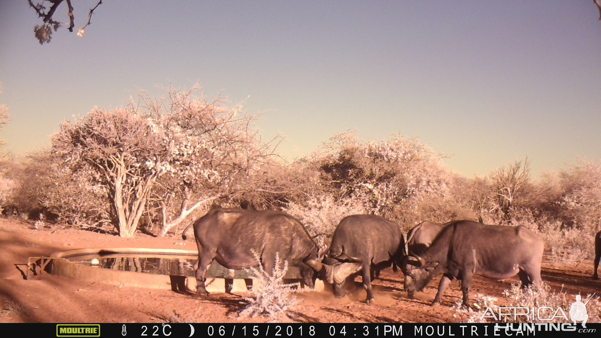 Cape Buffalo Trail Cam Pics South Africa