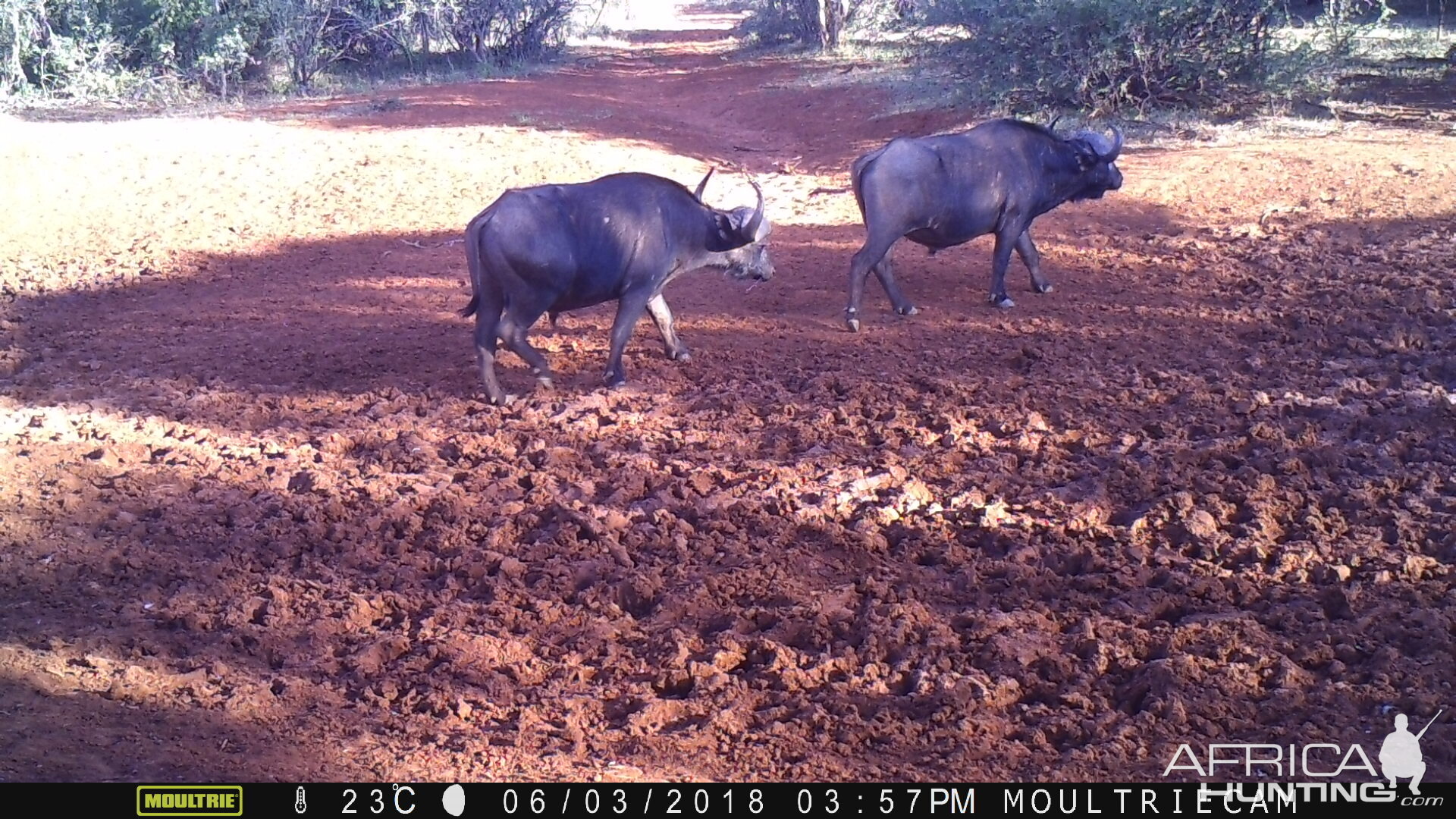 Cape Buffalo Trail Cam Pictures South Africa