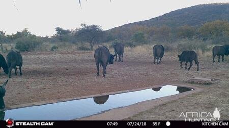 Cape Buffalo Trail Cam Pictures South Africa