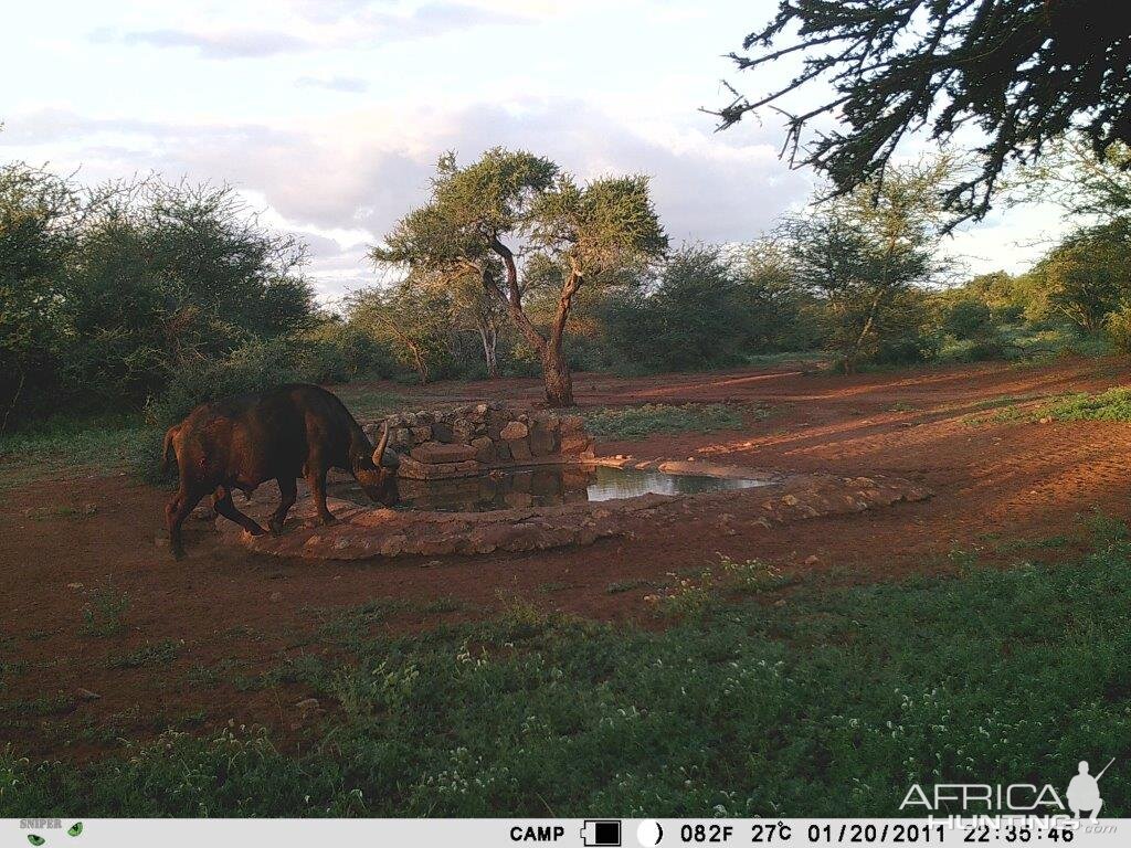 Cape Buffalo Trail Cam Pictures South Africa