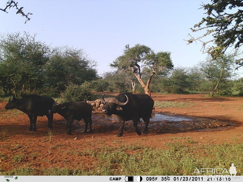 Cape Buffalo Trail Cam Pictures South Africa