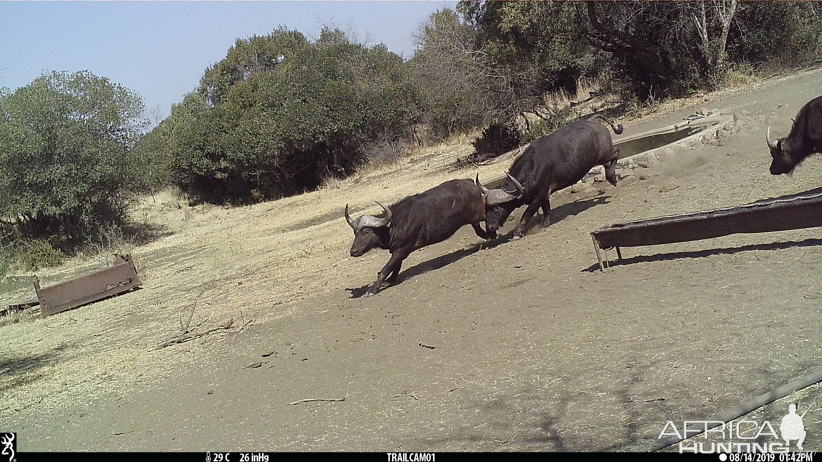 Cape Buffalo Trail Cam Pictures South Africa