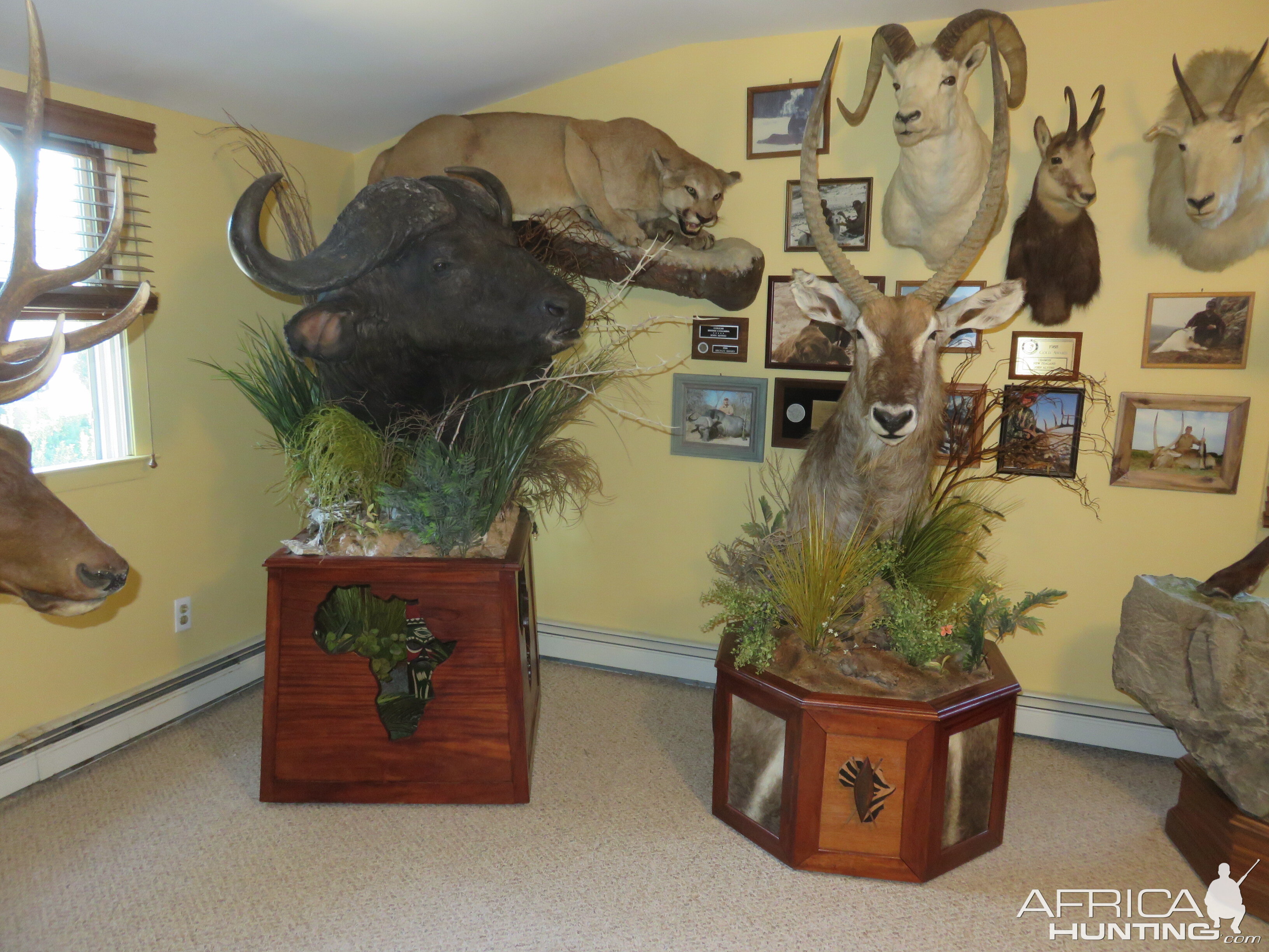 Cape Buffalo & Waterbuck Shoulder Mount Pedestal Taxidermy