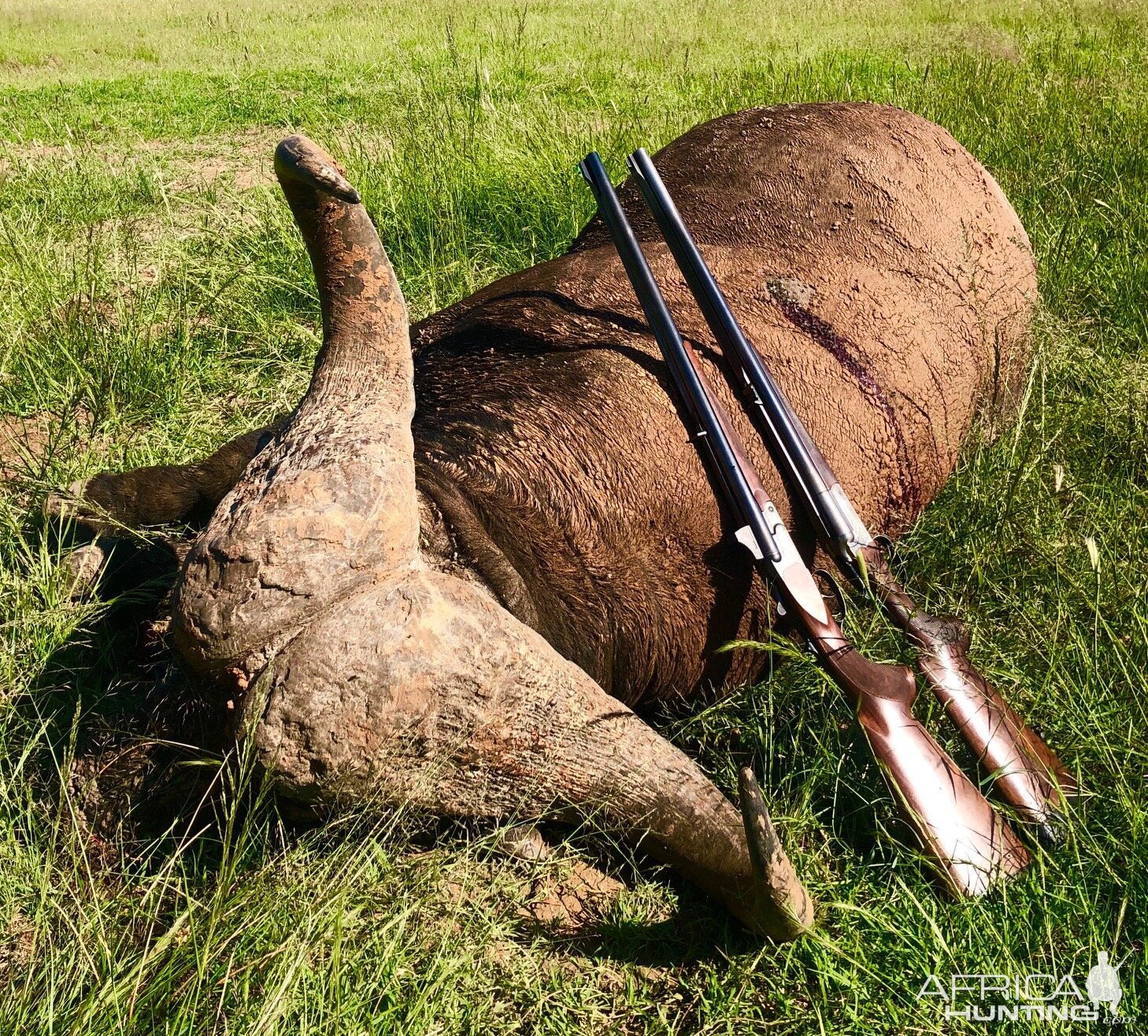 Cape Buffalo with JKO Hunting Safaris