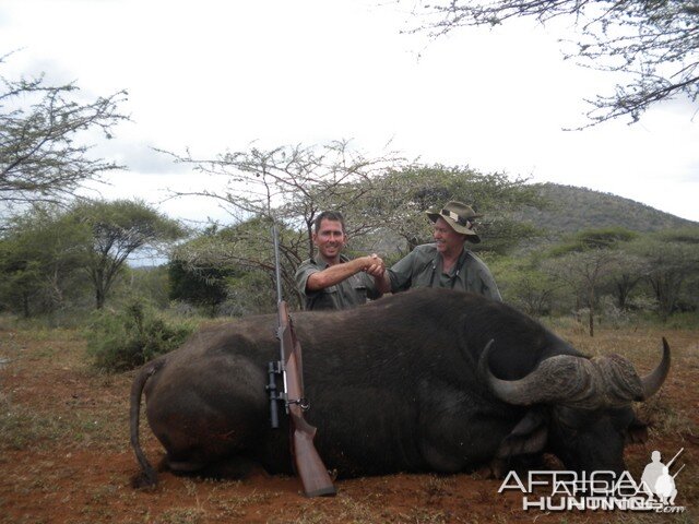 Cape Buffalo with Leeukop Safaris